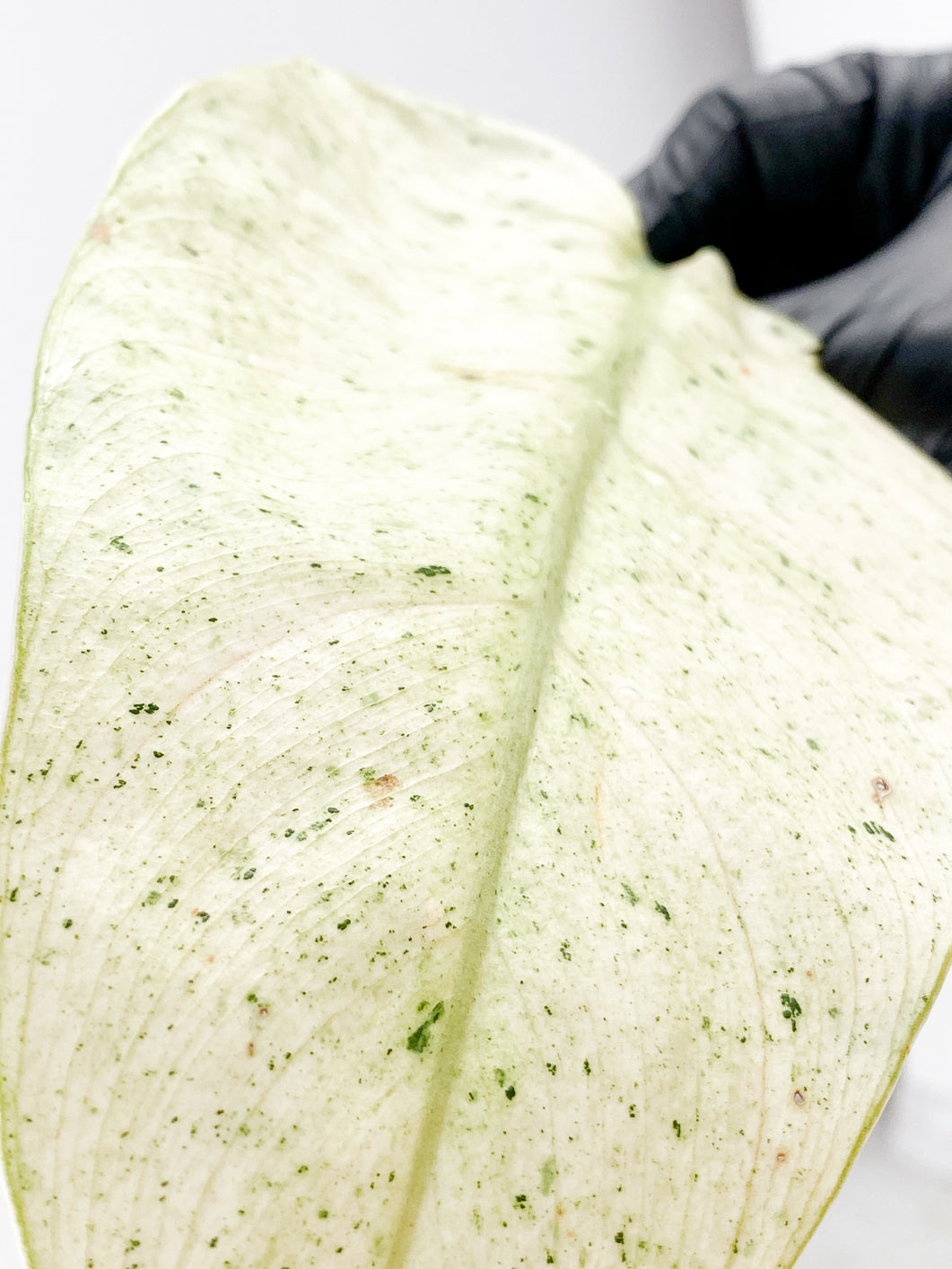 Philodendron Whipple Way 1 highly variegated leaf double node rooting