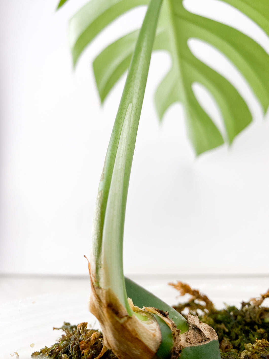 Rhaphidophora sp. Flame 1 leaf