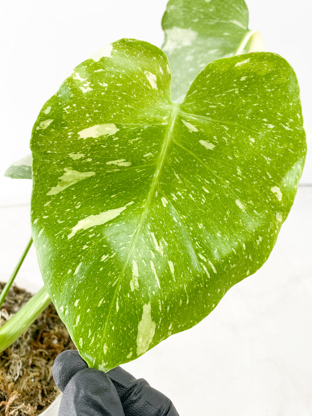 Monstera Thai constellation 4 leaves slightly rooted