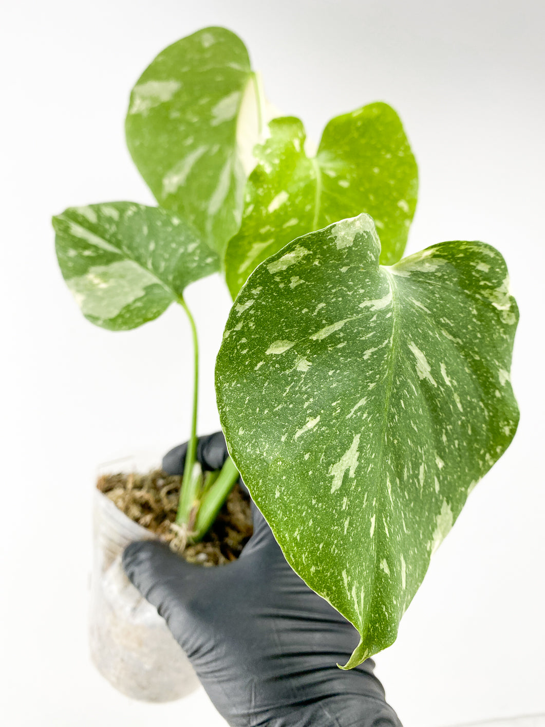 Monstera Thai constellation 4 leaves slightly rooted