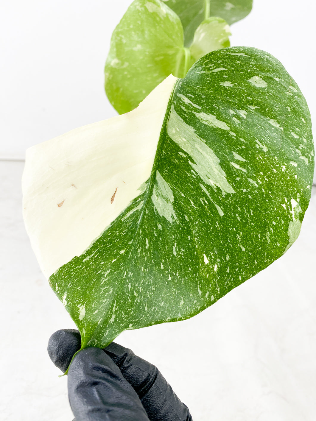 Monstera Thai constellation 4 leaves slightly rooted