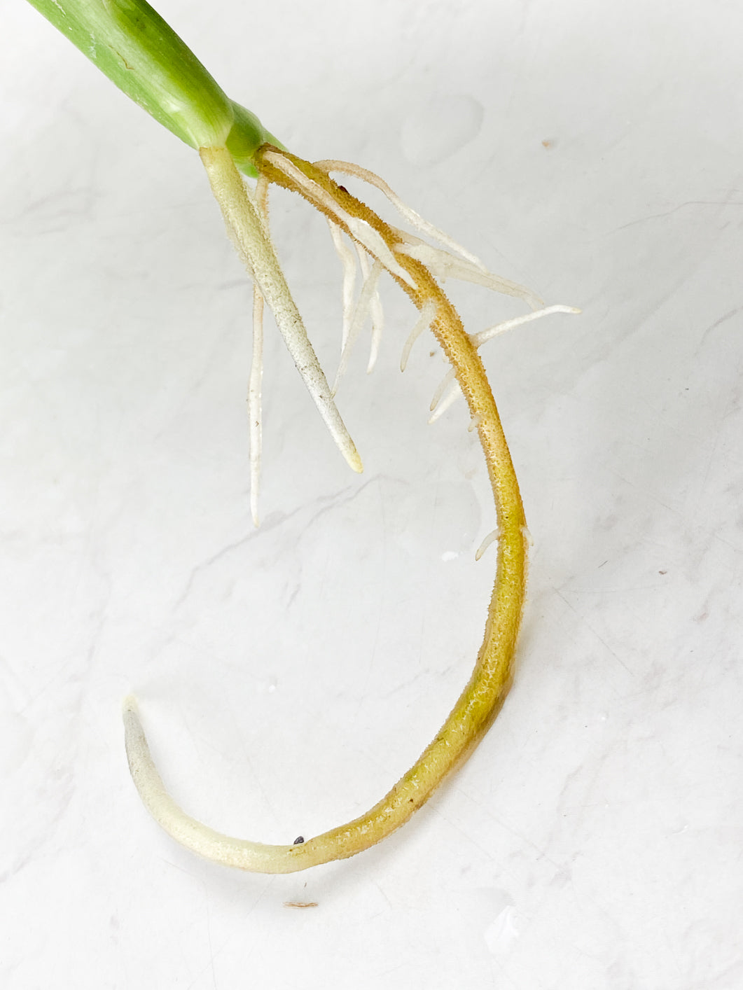 Monstera  Adansonii Aurea 2 leaves top cut rooting