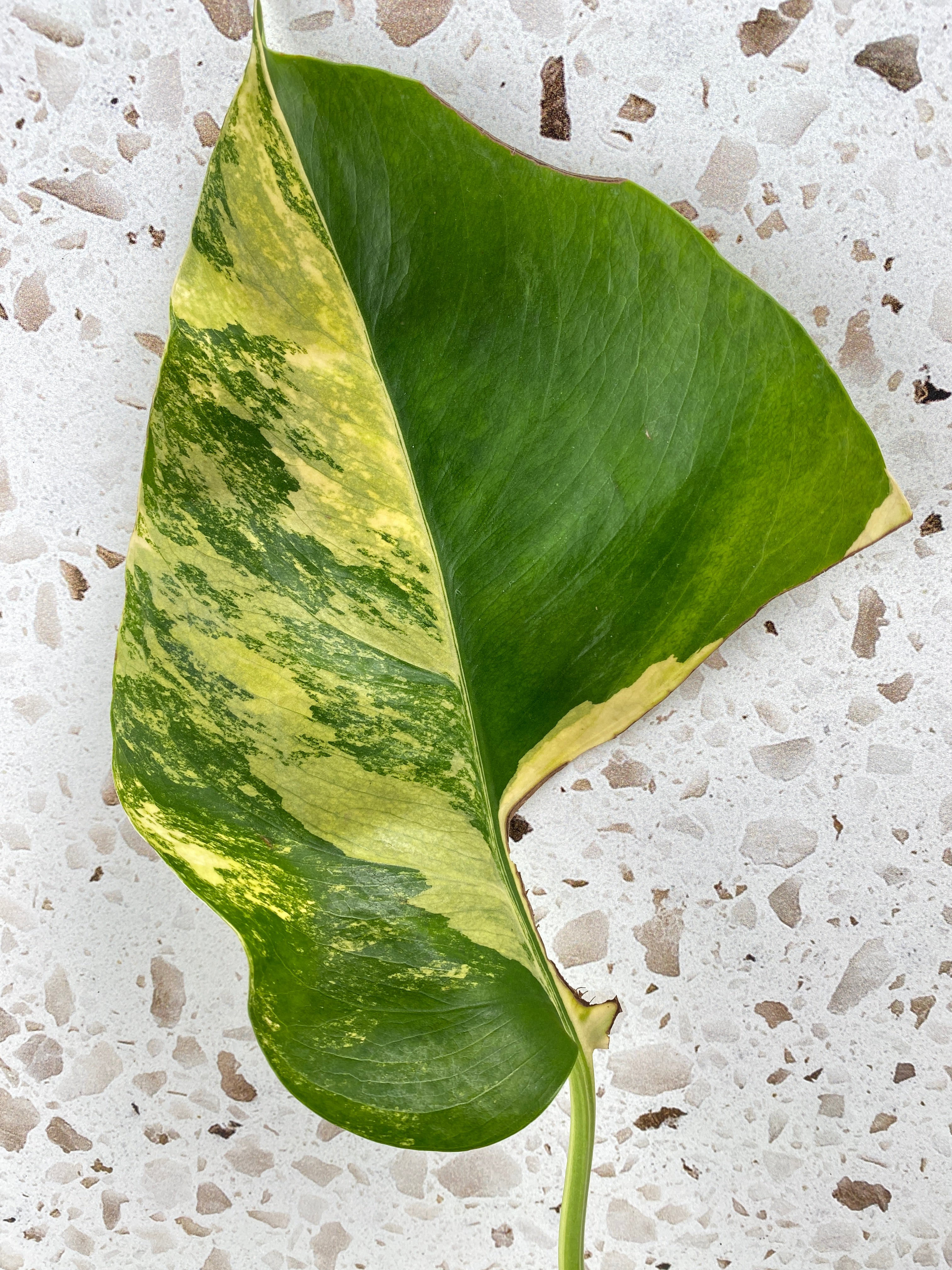 For Stacey: Monstera Albo White Tiger and Aurea Tricolor