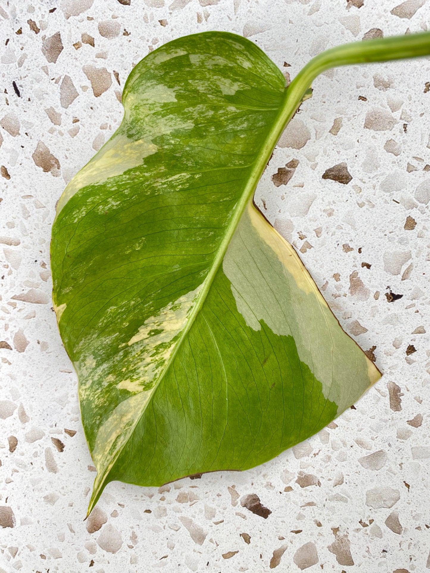 For Stacey: Monstera Albo White Tiger and Aurea Tricolor