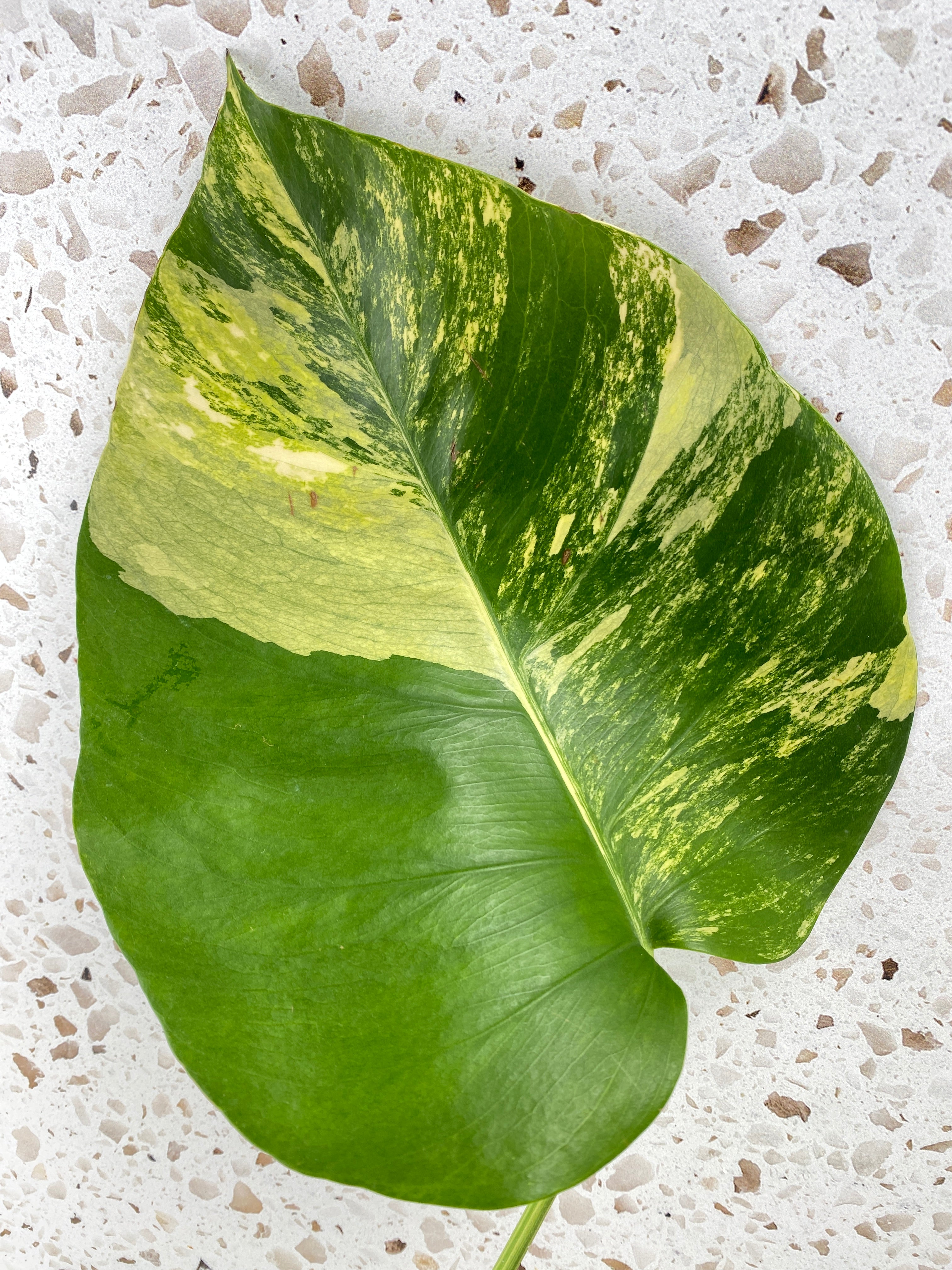 Monstera Aurea Tricolor 1 leaf
