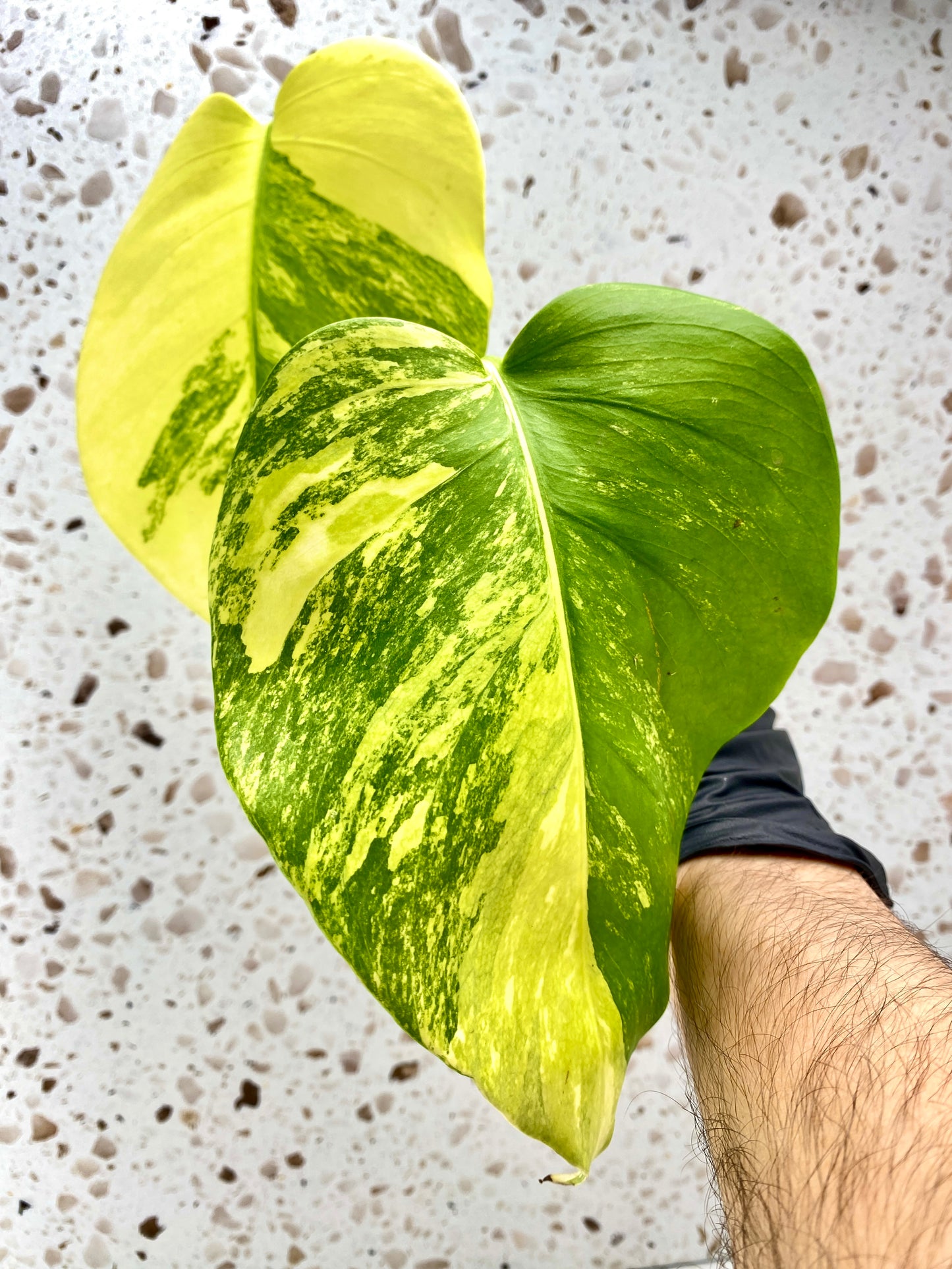 Monstera Aurea Tricolor 2 leaf top cutting