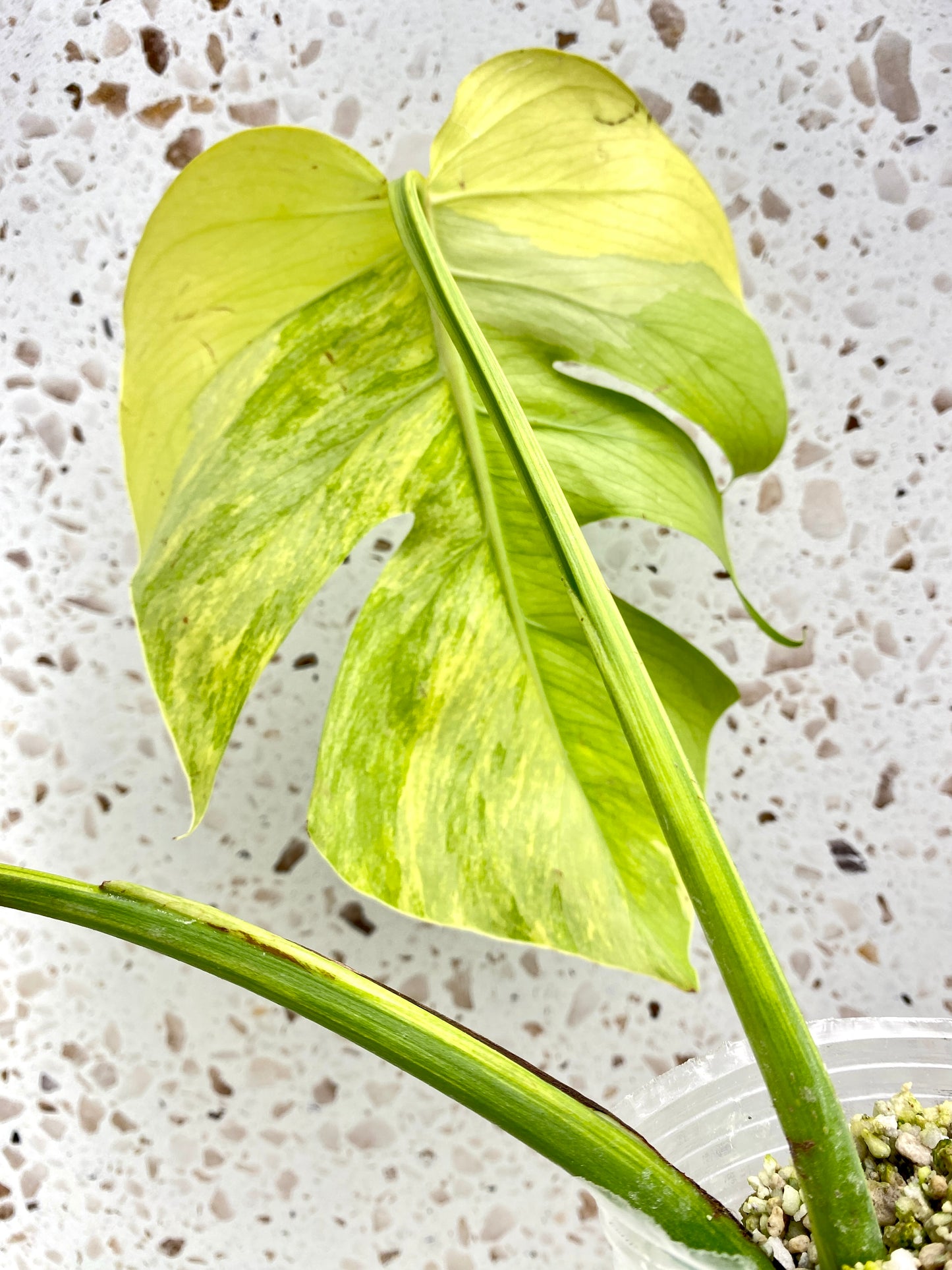 Monstera Aurea Tricolor 2 leaf top cutting