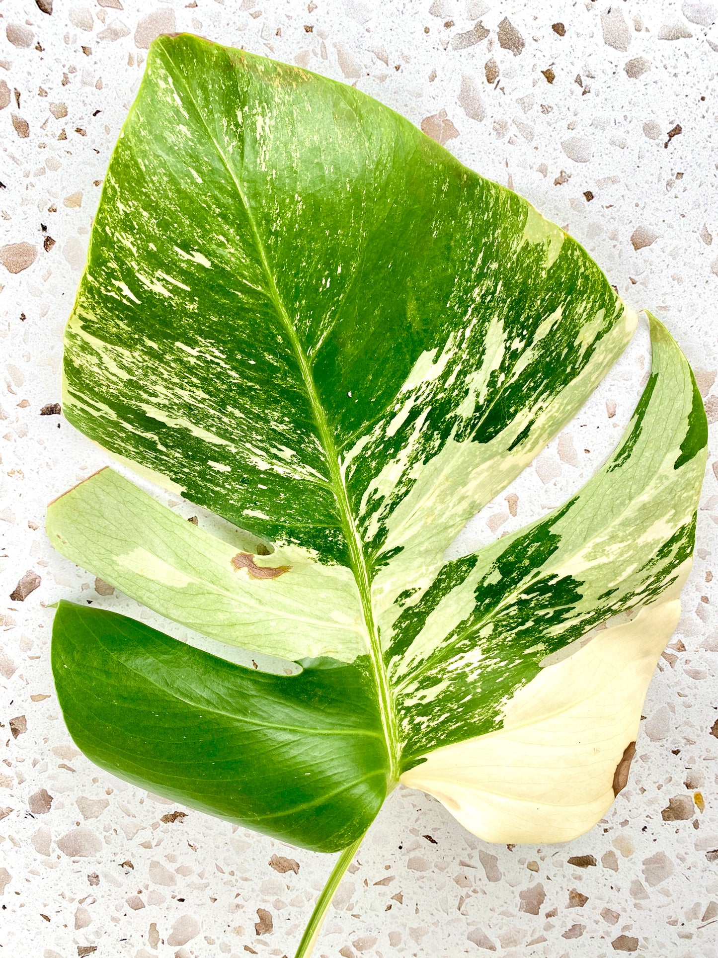 For Stacey: Monstera Albo White Tiger and Aurea Tricolor