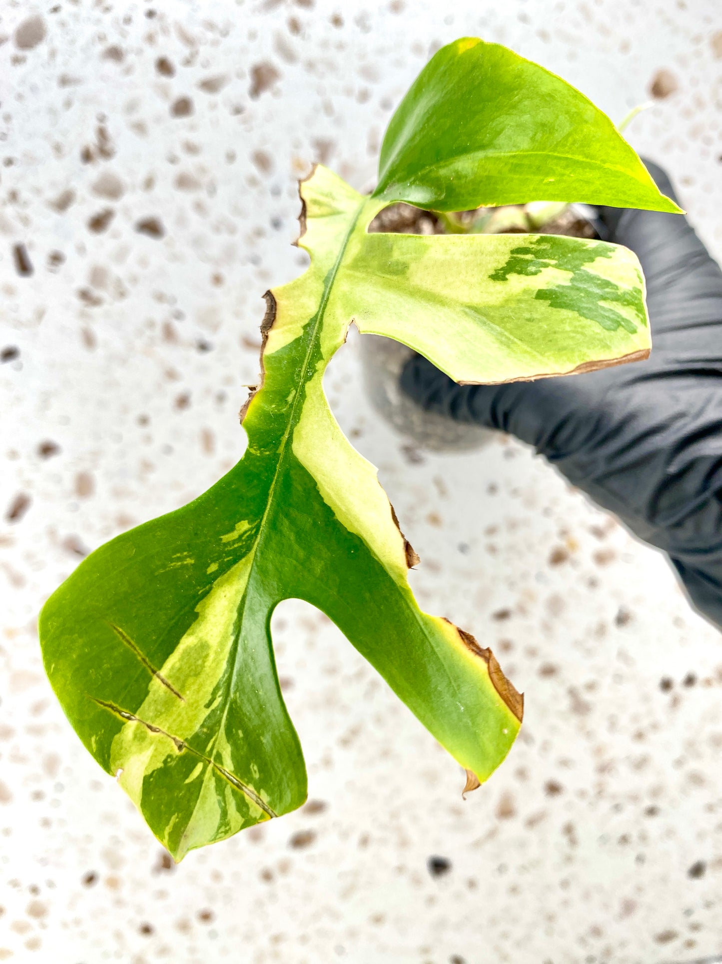 Rhaphidophora Tetrasperma Variegated 1 leaf 2 sprouts