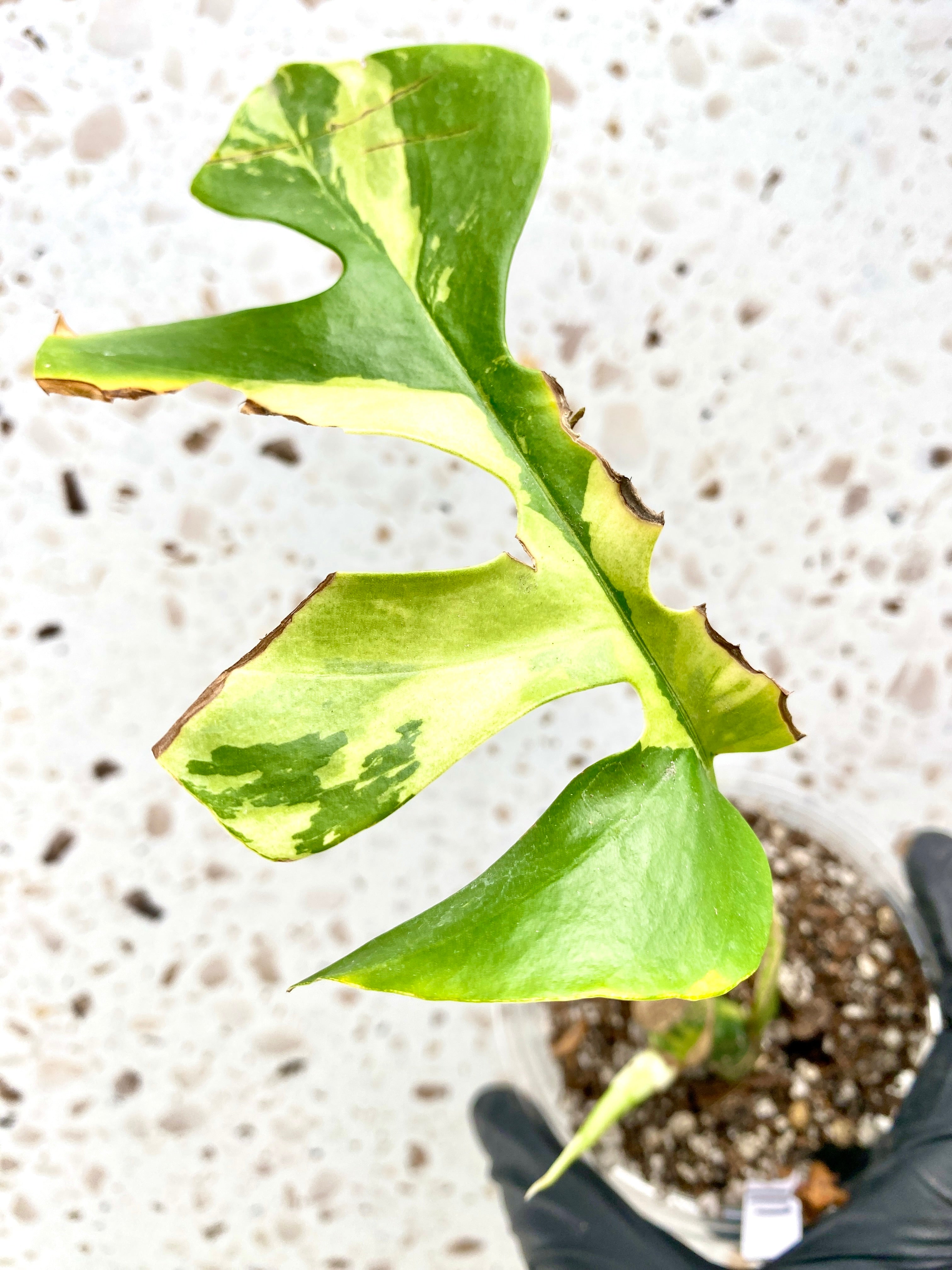 Rhaphidophora Tetrasperma Variegated 1 leaf 2 sprouts