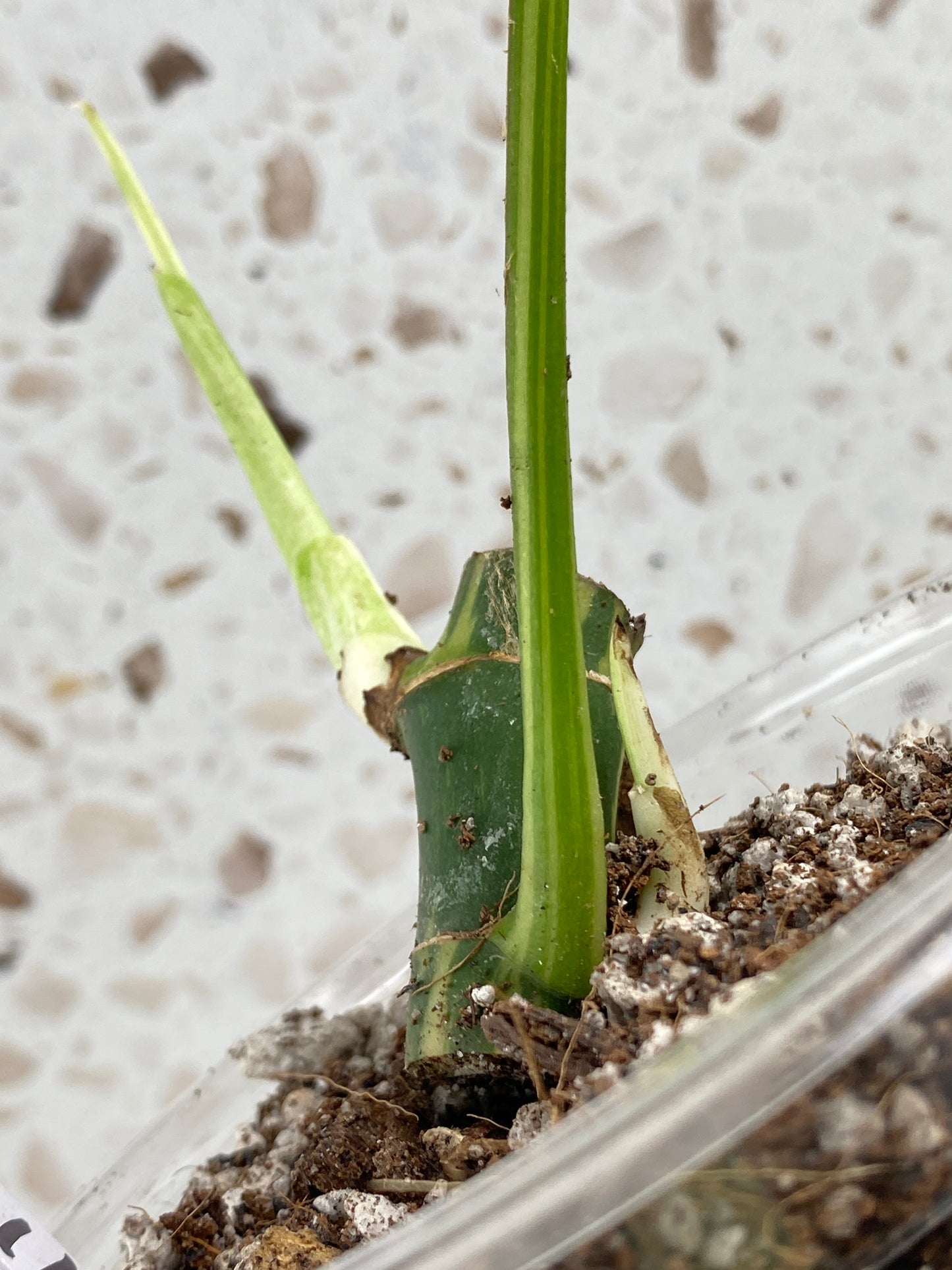 Rhaphidophora Tetrasperma Variegated 1 leaf 2 sprouts