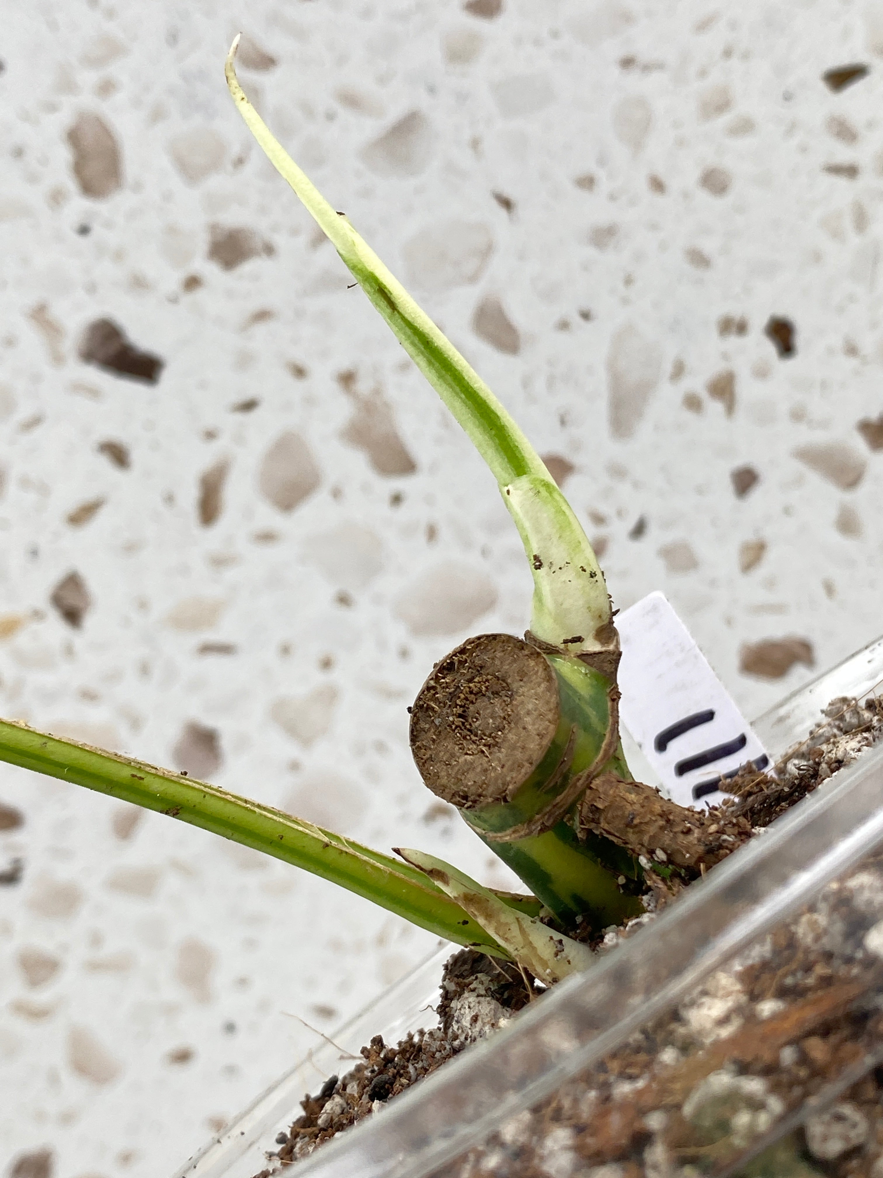 Rhaphidophora Tetrasperma Variegated 1 leaf 2 sprouts