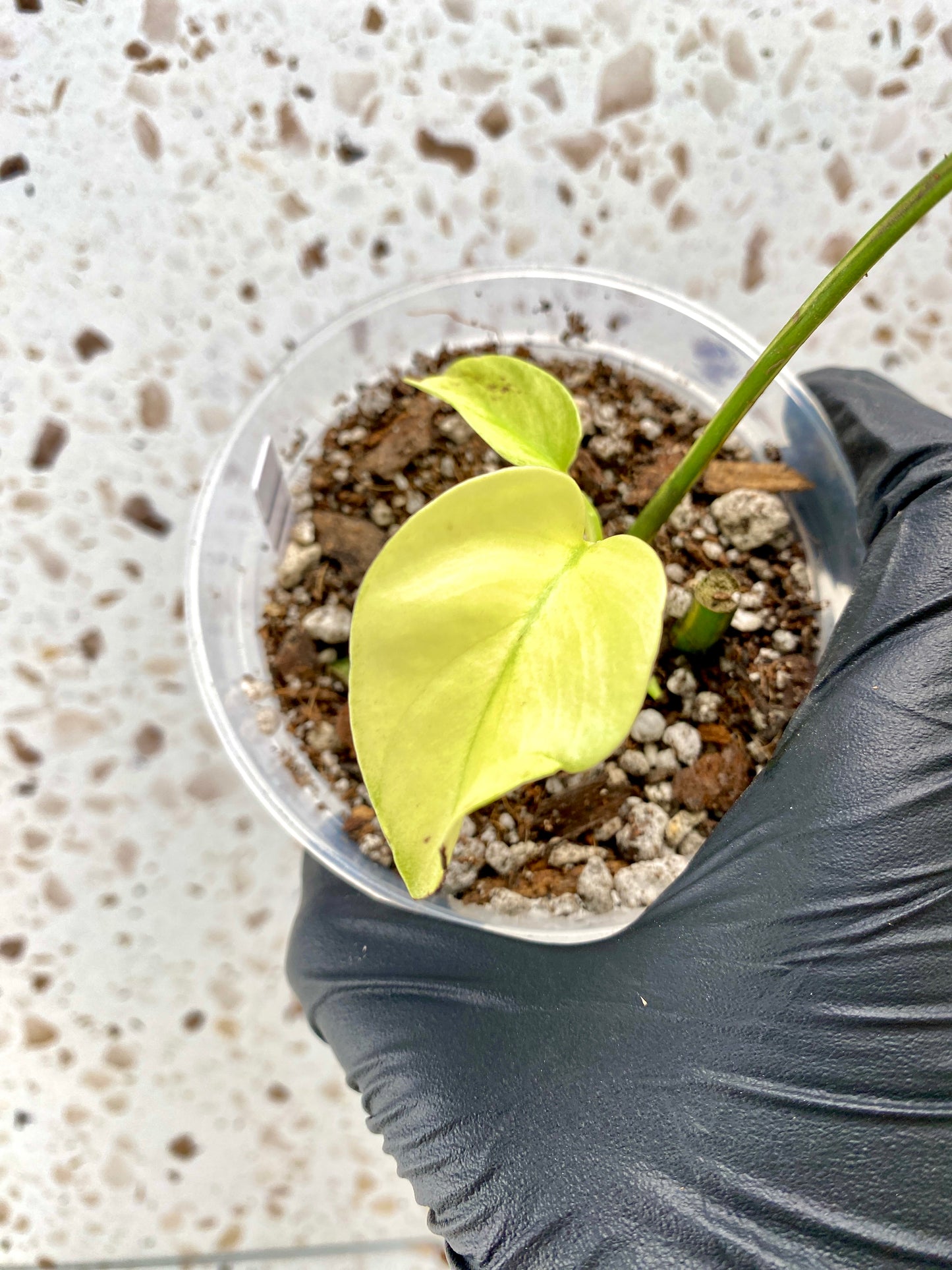 Rhaphidophora Tetrasperma Variegated 1 leaf 2 highly variegated baby leaves