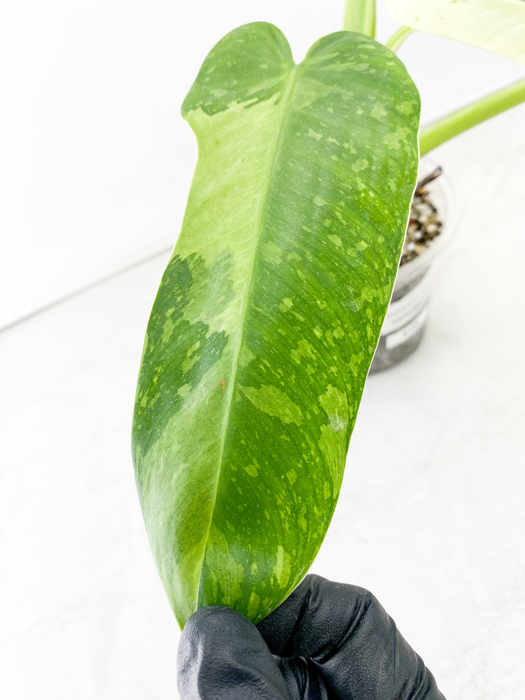 *Philodendron Jose Buono 5 leaf top cutting