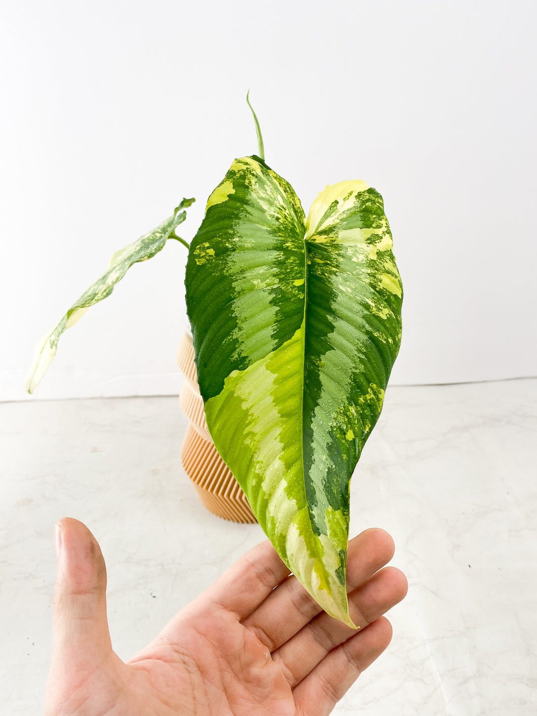 schismatoglottis wallichii variegata 2 leaves 1 unfurling