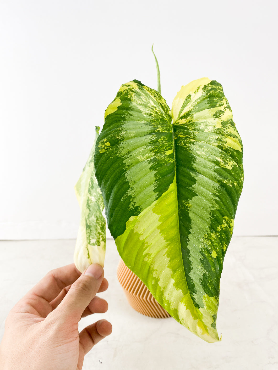 schismatoglottis wallichii variegata 2 leaves 1 unfurling