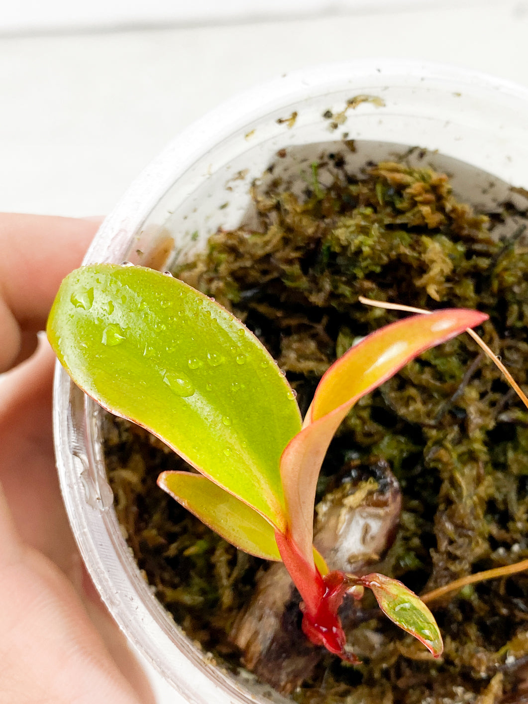 Philodendron Strawberry Shake 3 small leaves