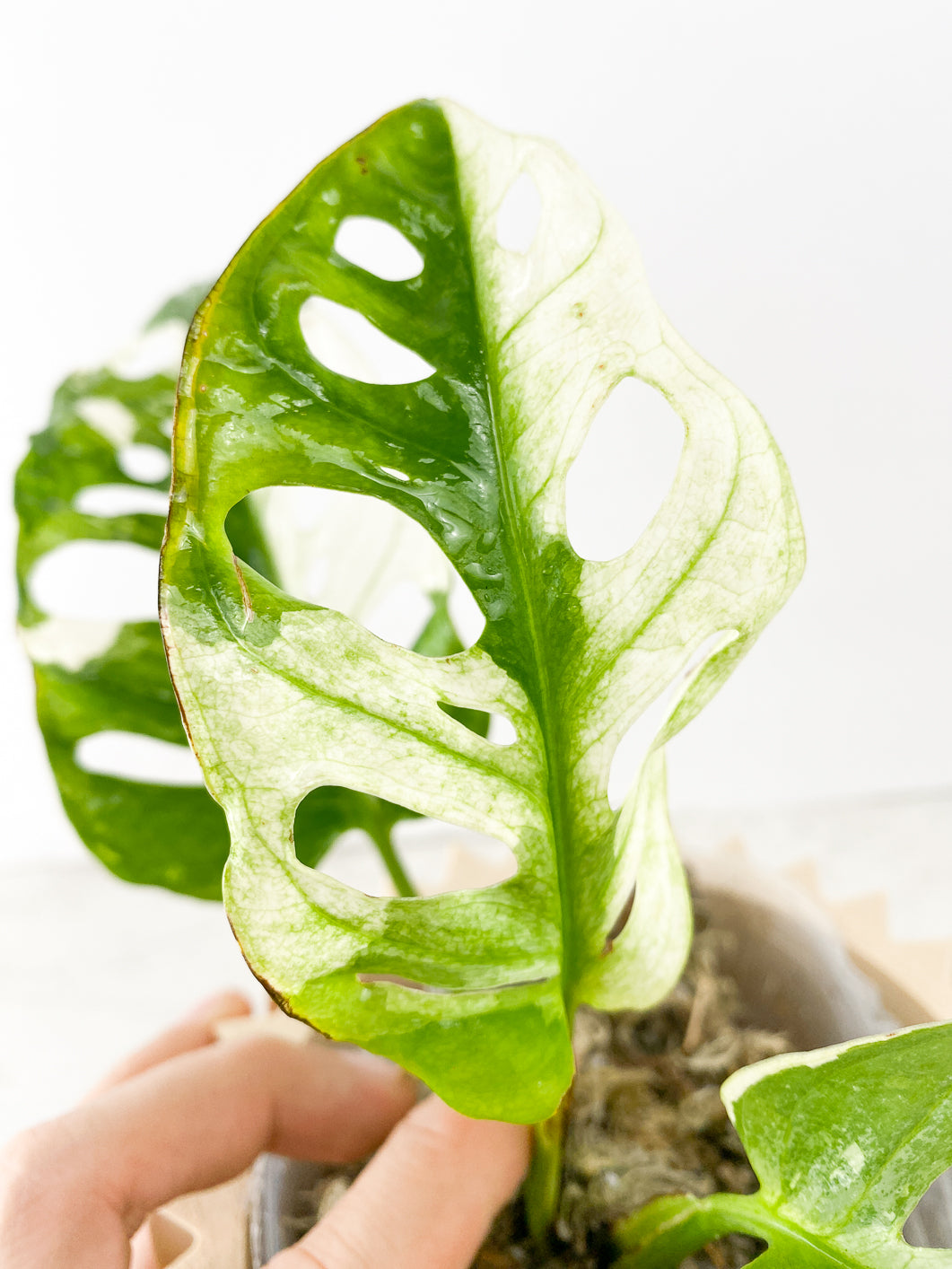 Monstera Adansonii Albo Tricolor 3 leaves