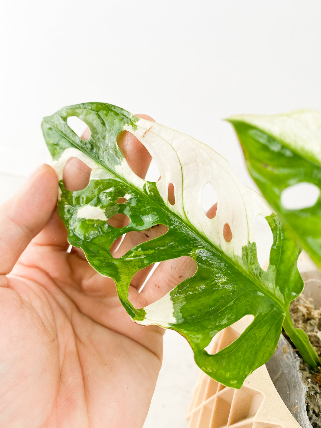 Monstera Adansonii Albo Tricolor 3 leaves