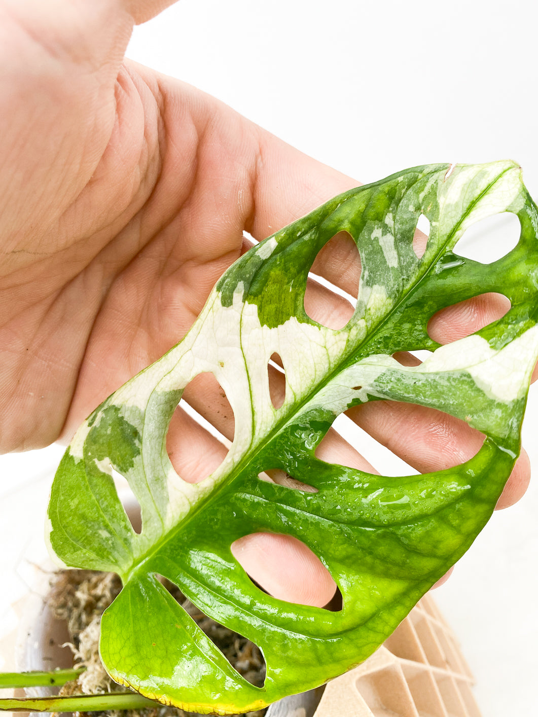 Monstera Adansonii Albo Tricolor 3 leaves