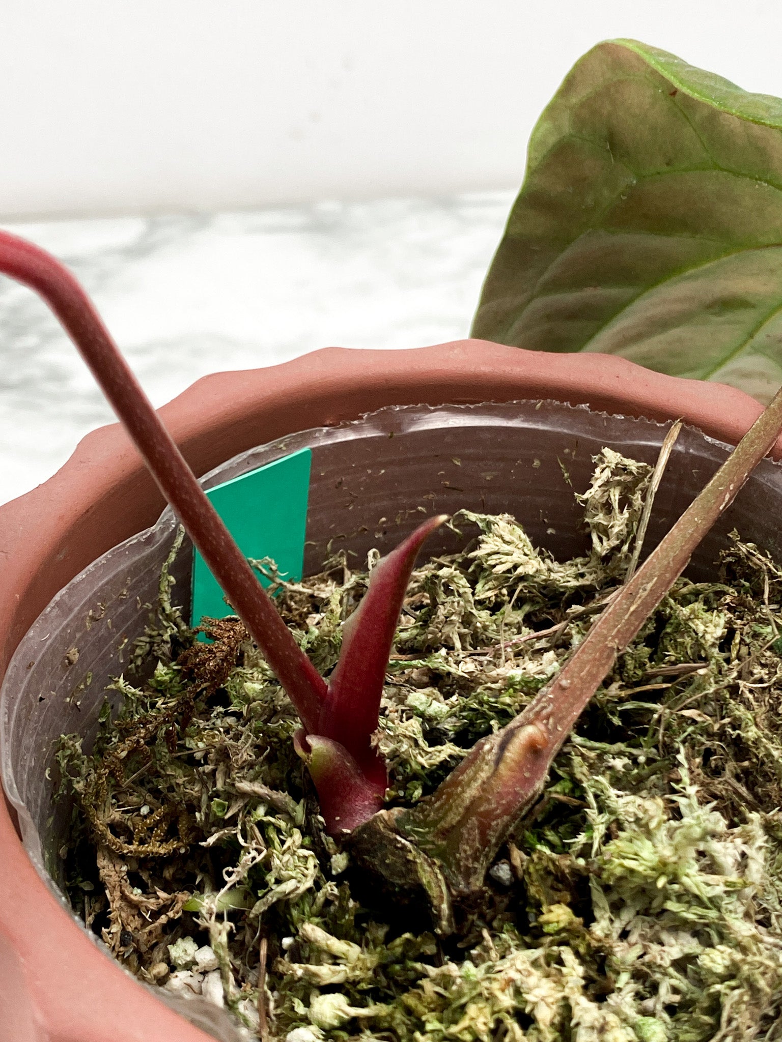 Anthurium Night Queen (Papillilaminum x Luxurians)