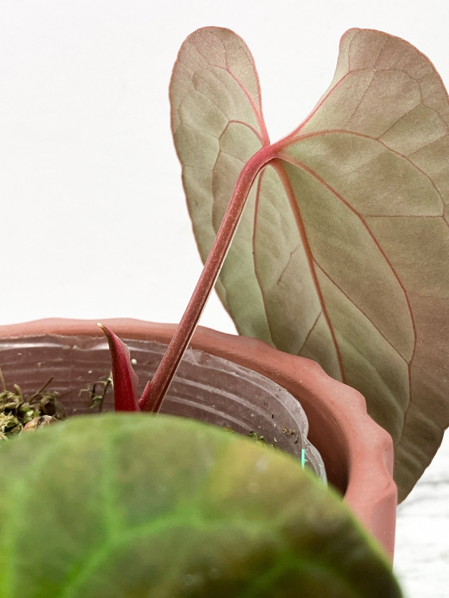 Anthurium Night Queen (Papillilaminum x Luxurians)