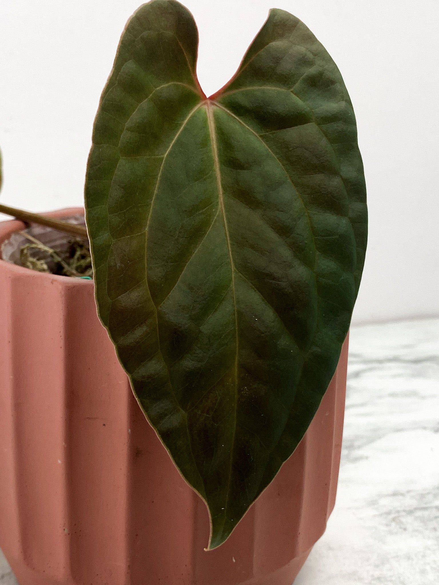 Anthurium Night Queen (Papillilaminum x Luxurians)