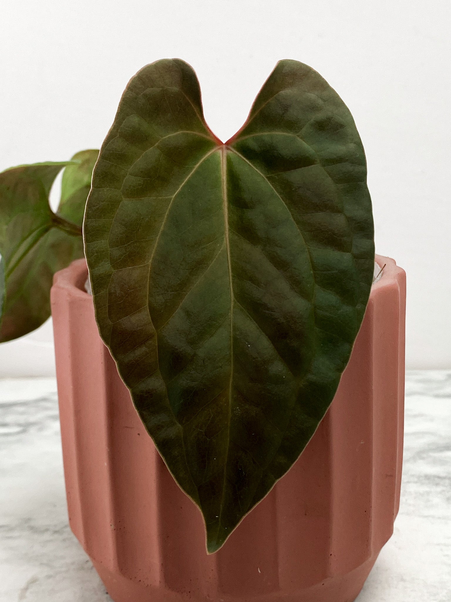 Anthurium Night Queen (Papillilaminum x Luxurians)