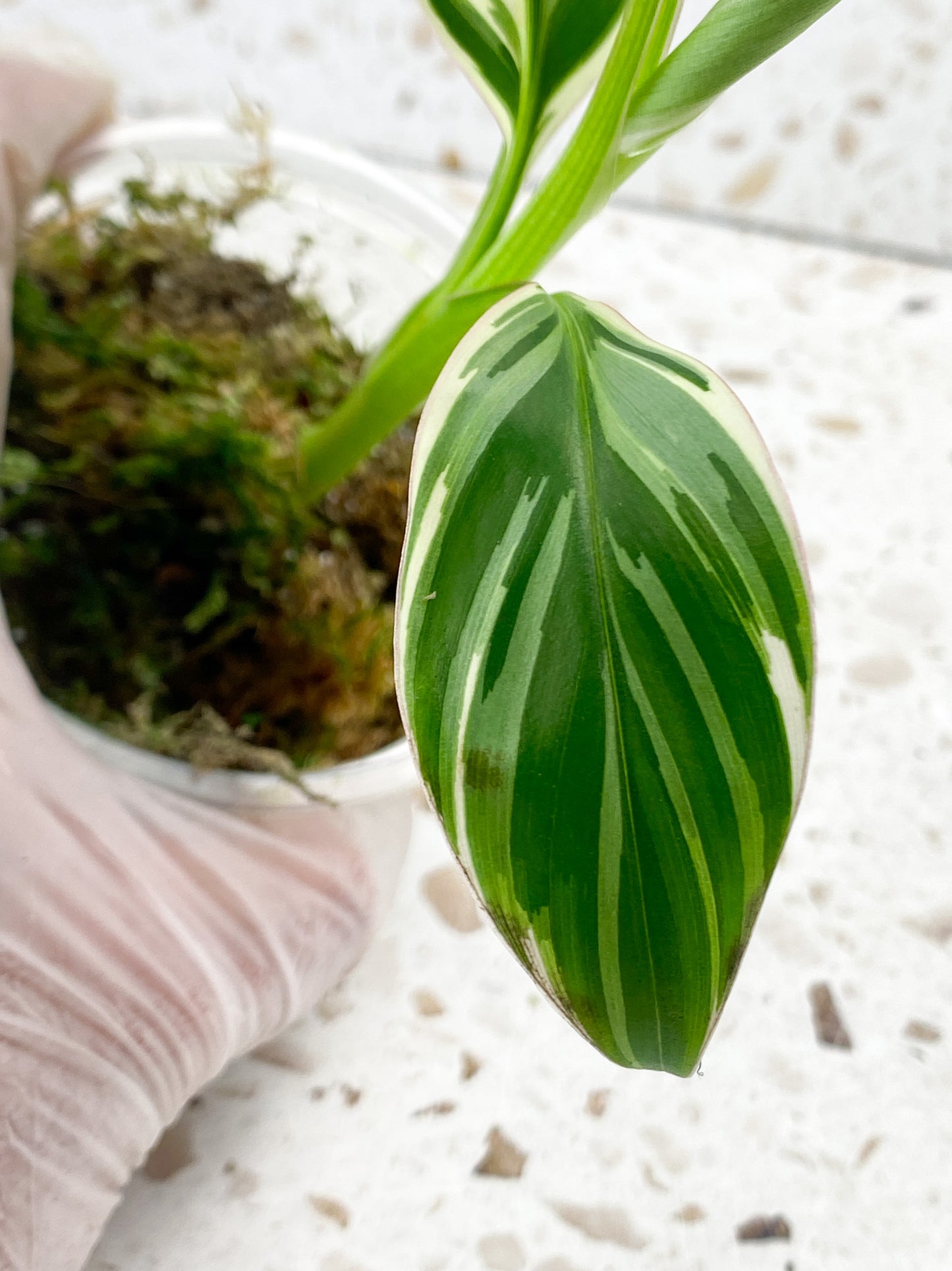 Musa Nono (Pink Variegated Banana) baby plant