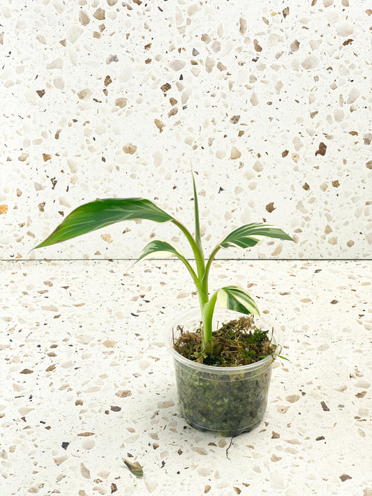 Musa Nono (Pink Variegated Banana) baby plant