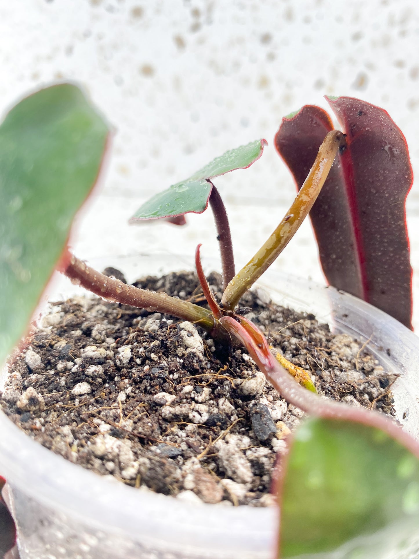 Philodendron Atabaopense 4 leaf baby plant