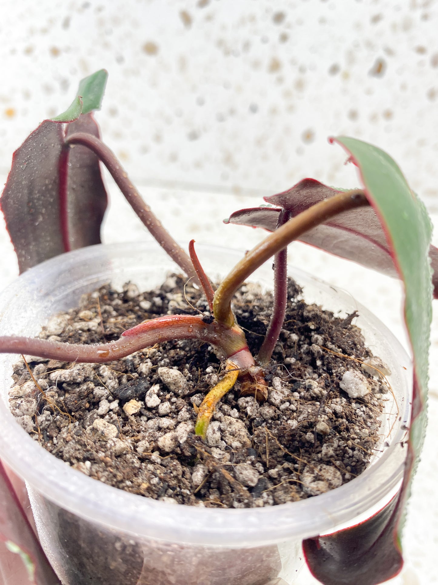Philodendron Atabaopense 4 leaf baby plant