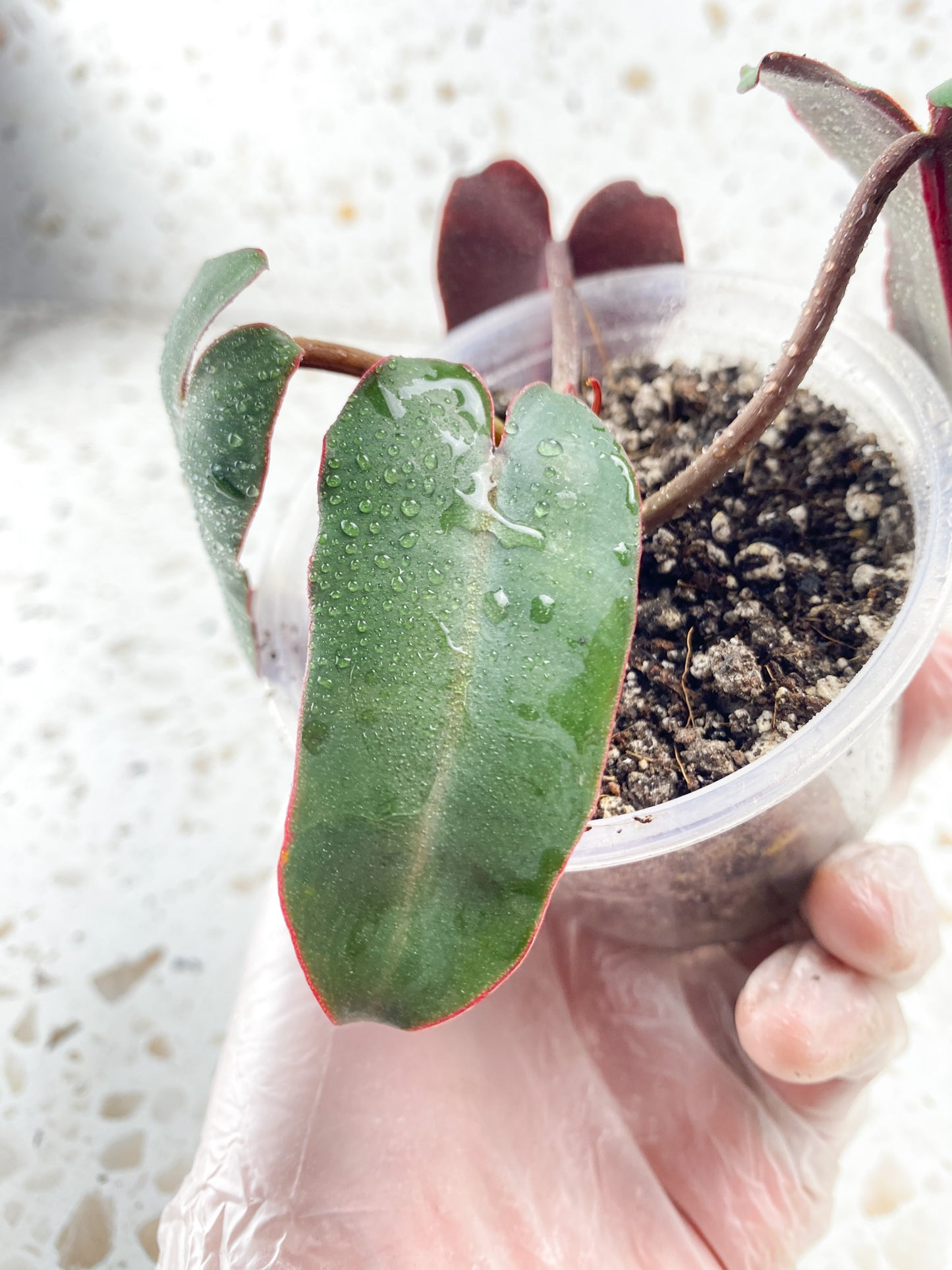 Philodendron Atabaopense 4 leaf baby plant