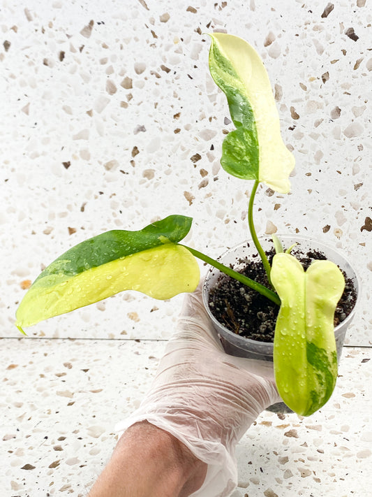 Philodendron Bipennifolium Variegated 3 leaves 1 shoot top cutting