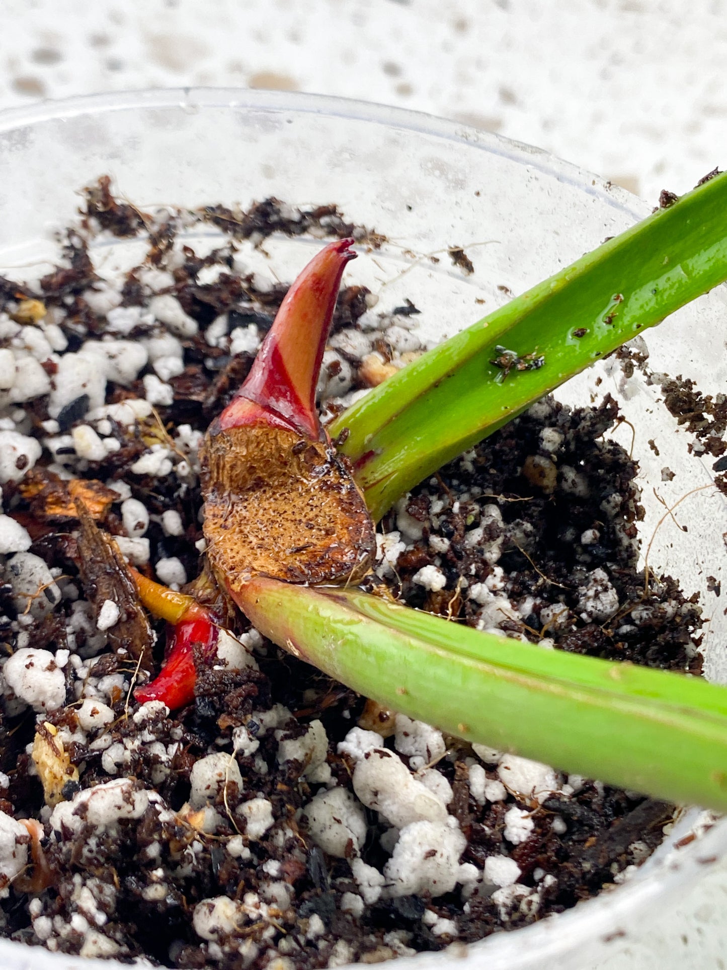 Philodendron Red Moon 2 leaves 2 sprouts