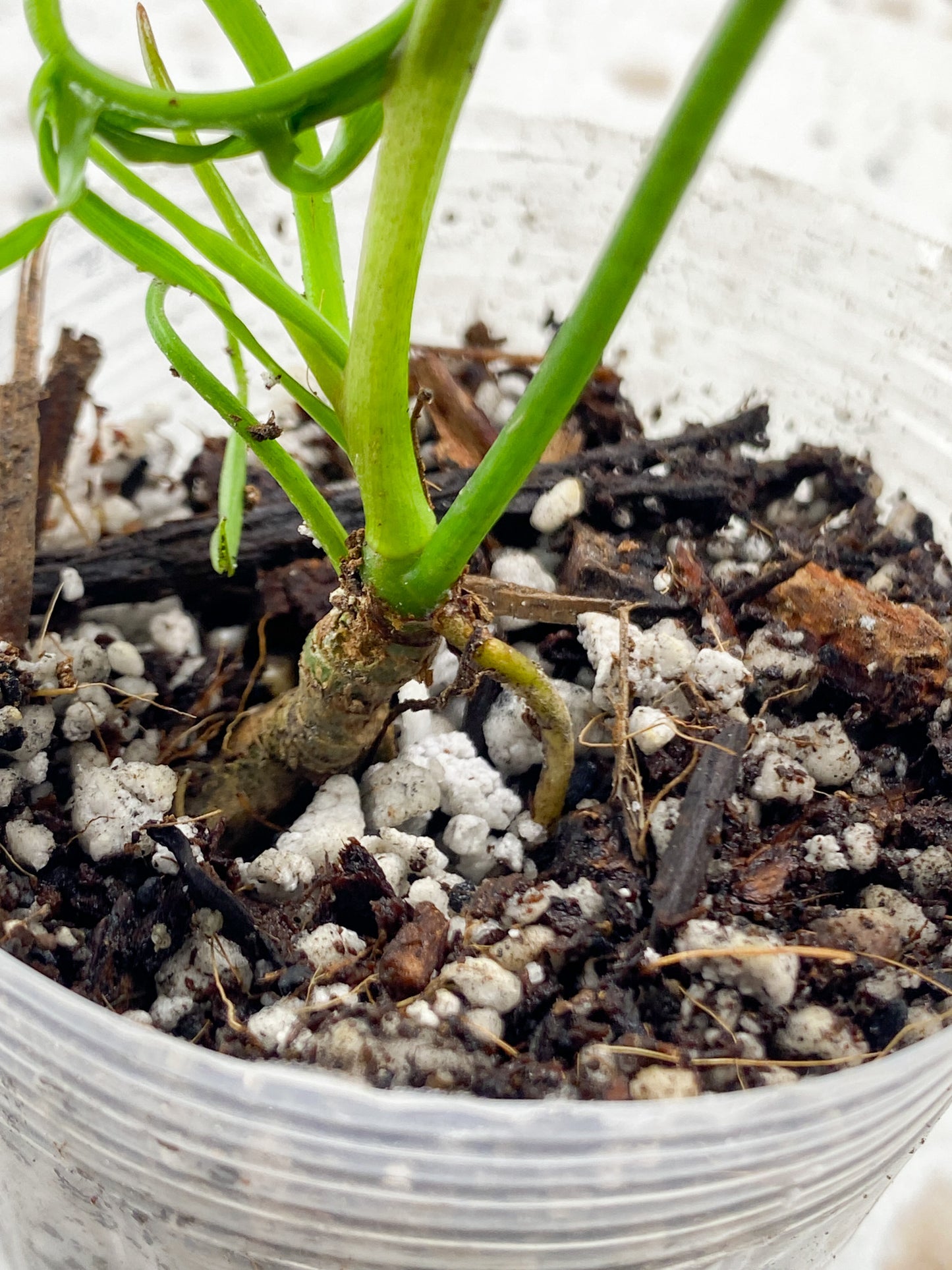 Philodendron Polypodioides 1 leaf 1 unfurling