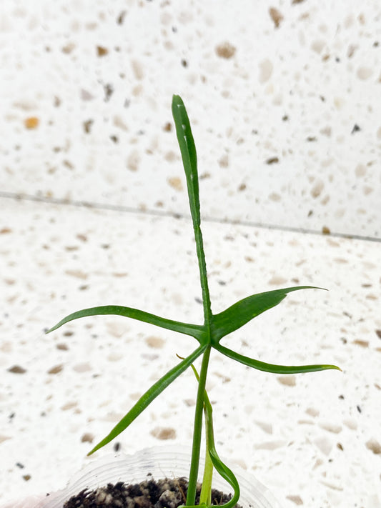 Philodendron Polypodioides 1 leaf 1 unfurling