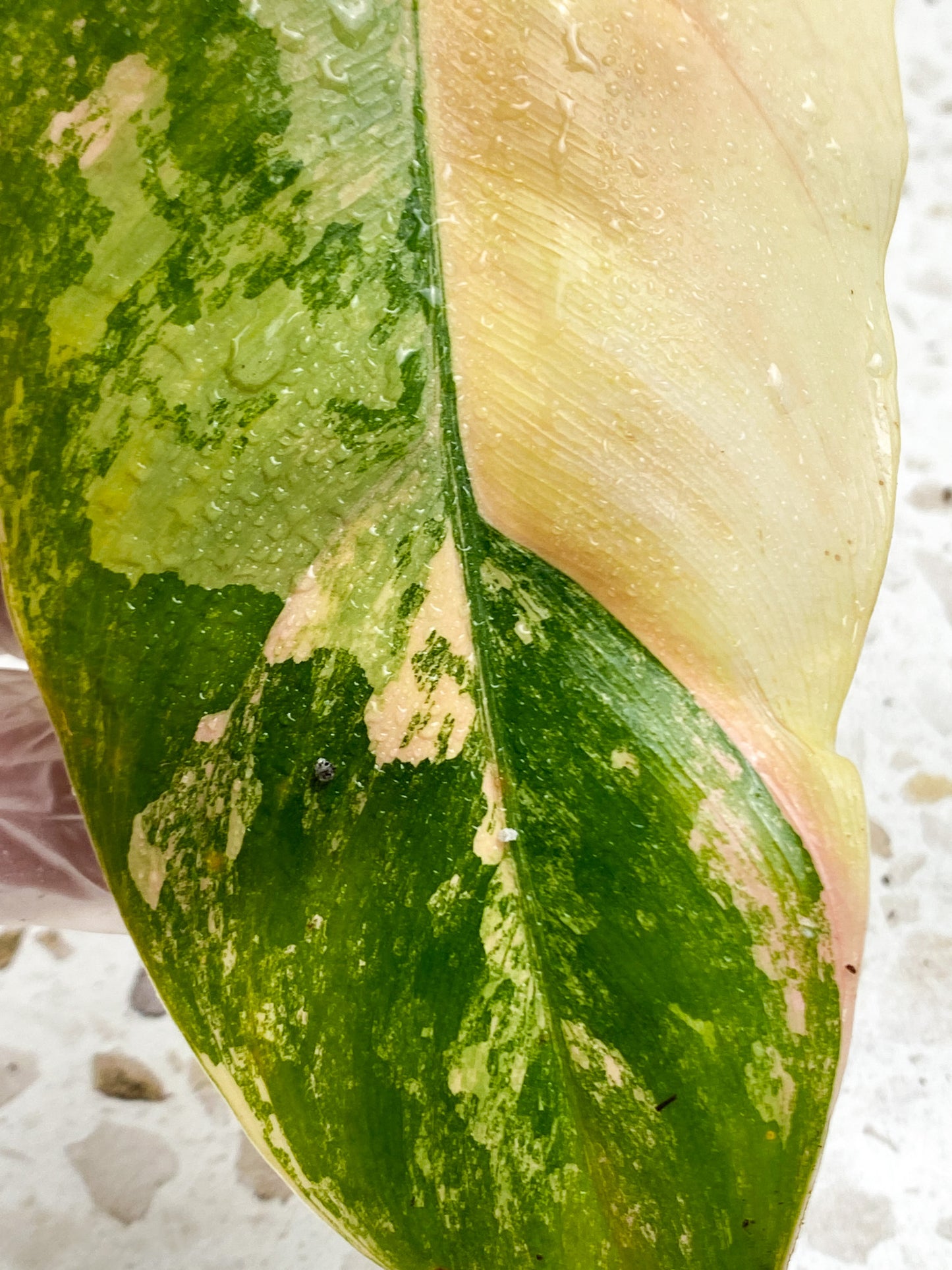 Philodendron Domesticum Variegated 1 leaf