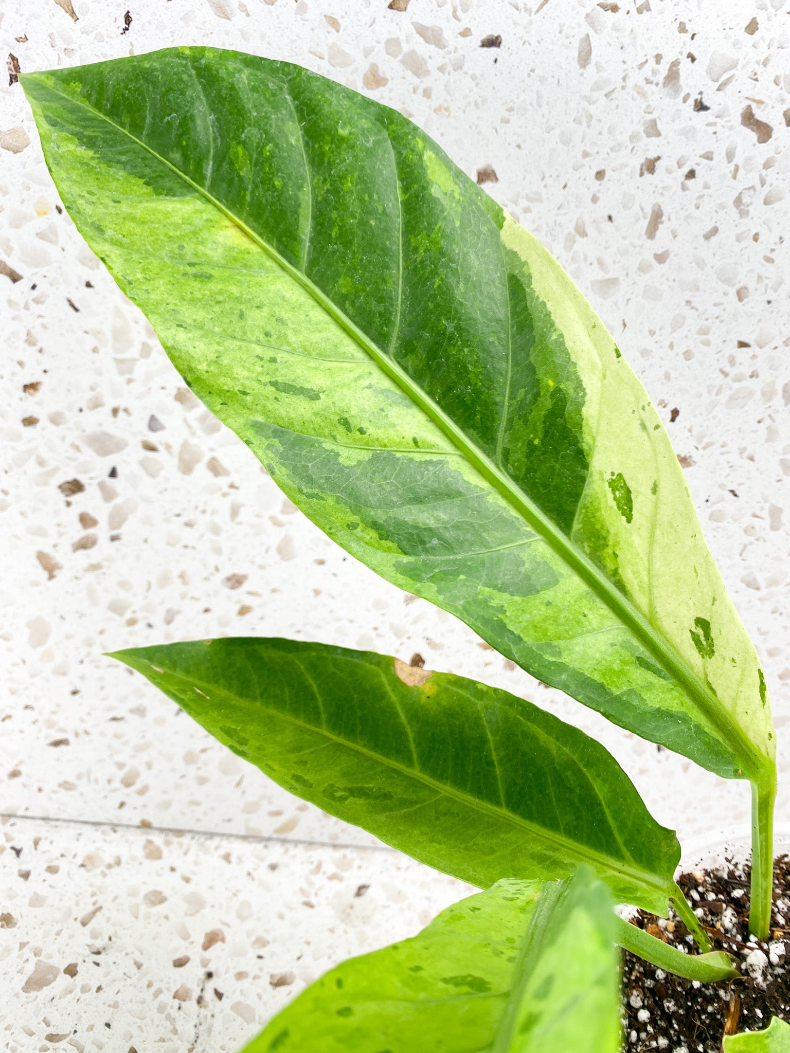 Anthurium Renaissance Variegated 7 leaves 1 unfurling big plant