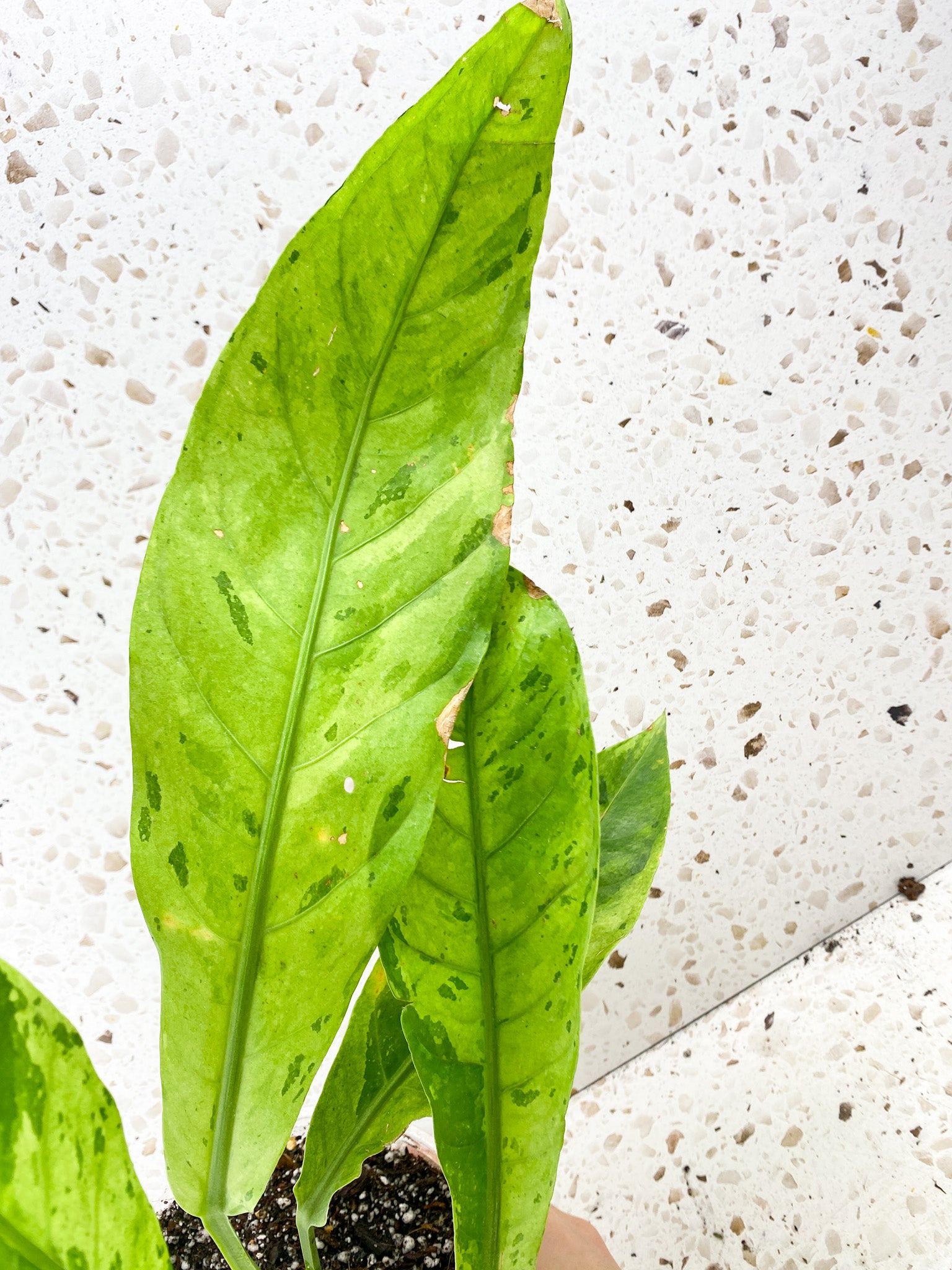 Anthurium Renaissance Variegated 7 leaves 1 unfurling big plant