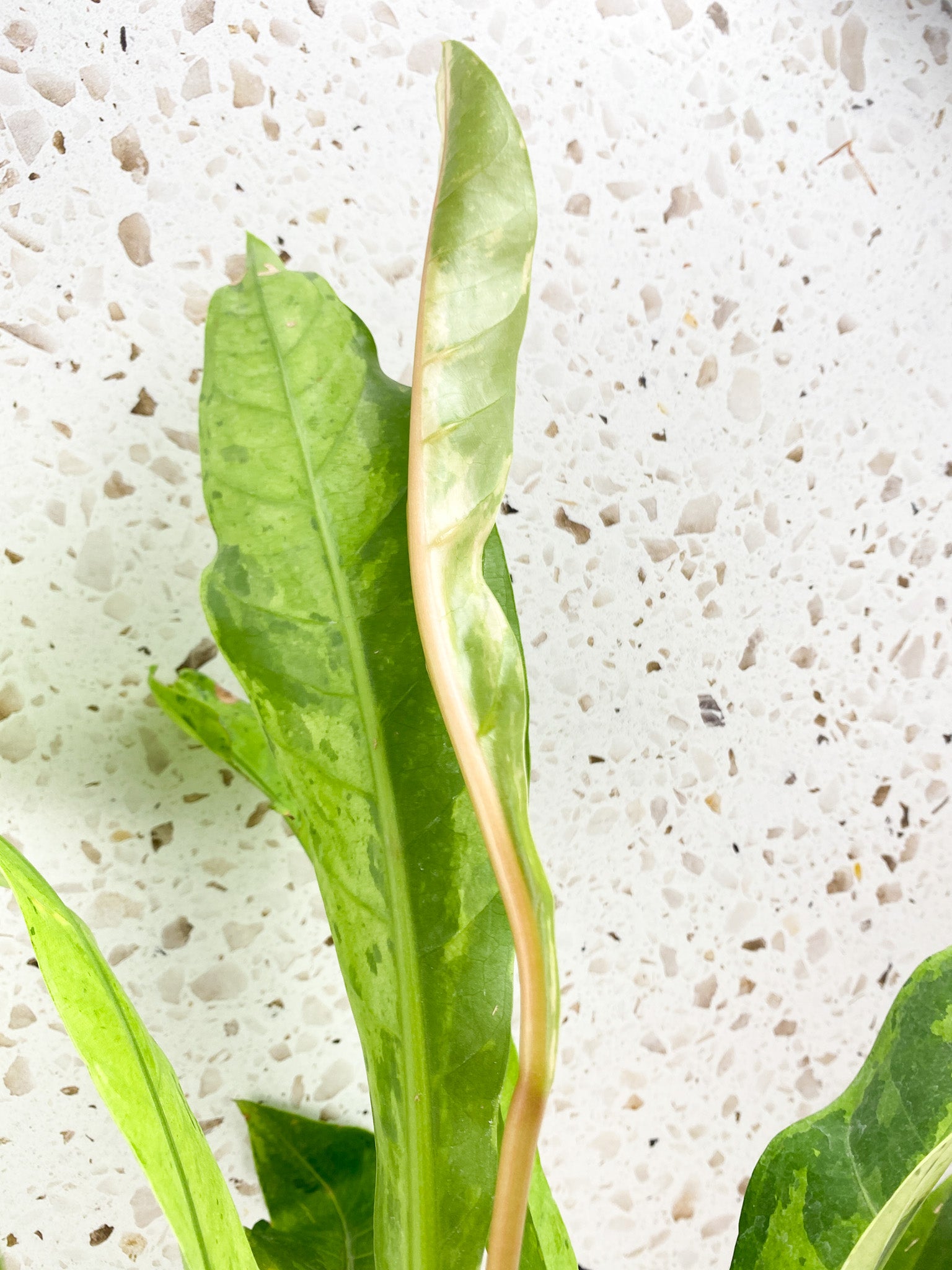 Anthurium Renaissance Variegated 7 leaves 1 unfurling big plant