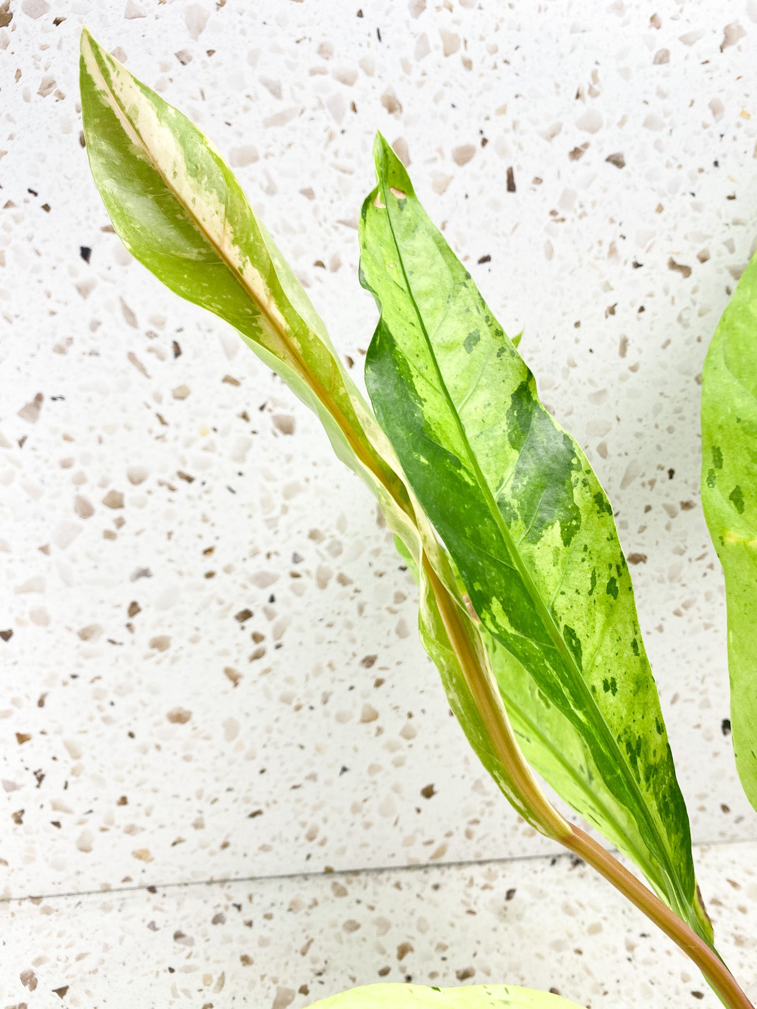 Anthurium Renaissance Variegated 7 leaves 1 unfurling big plant