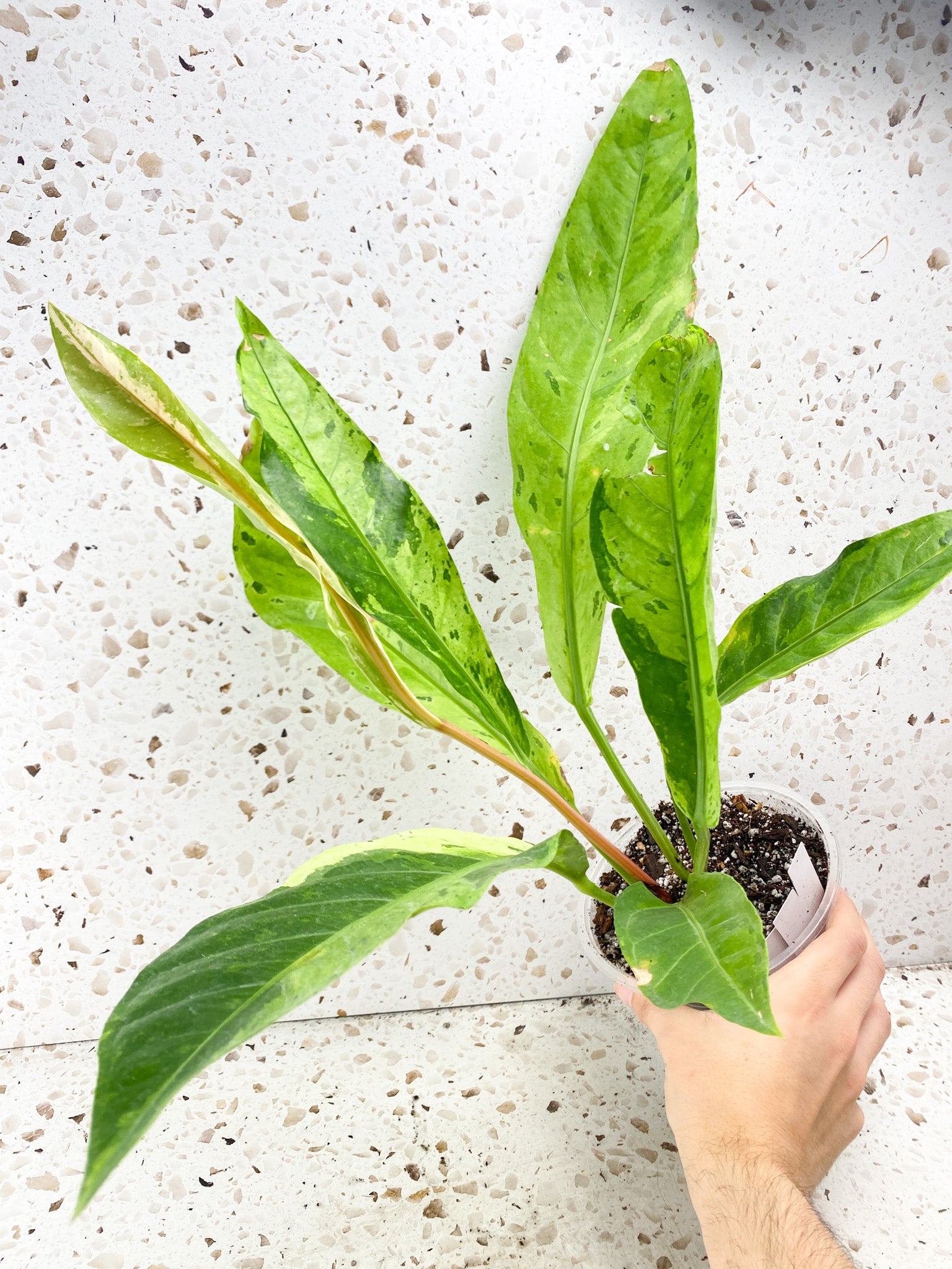 Anthurium Renaissance Variegated 7 leaves 1 unfurling big plant