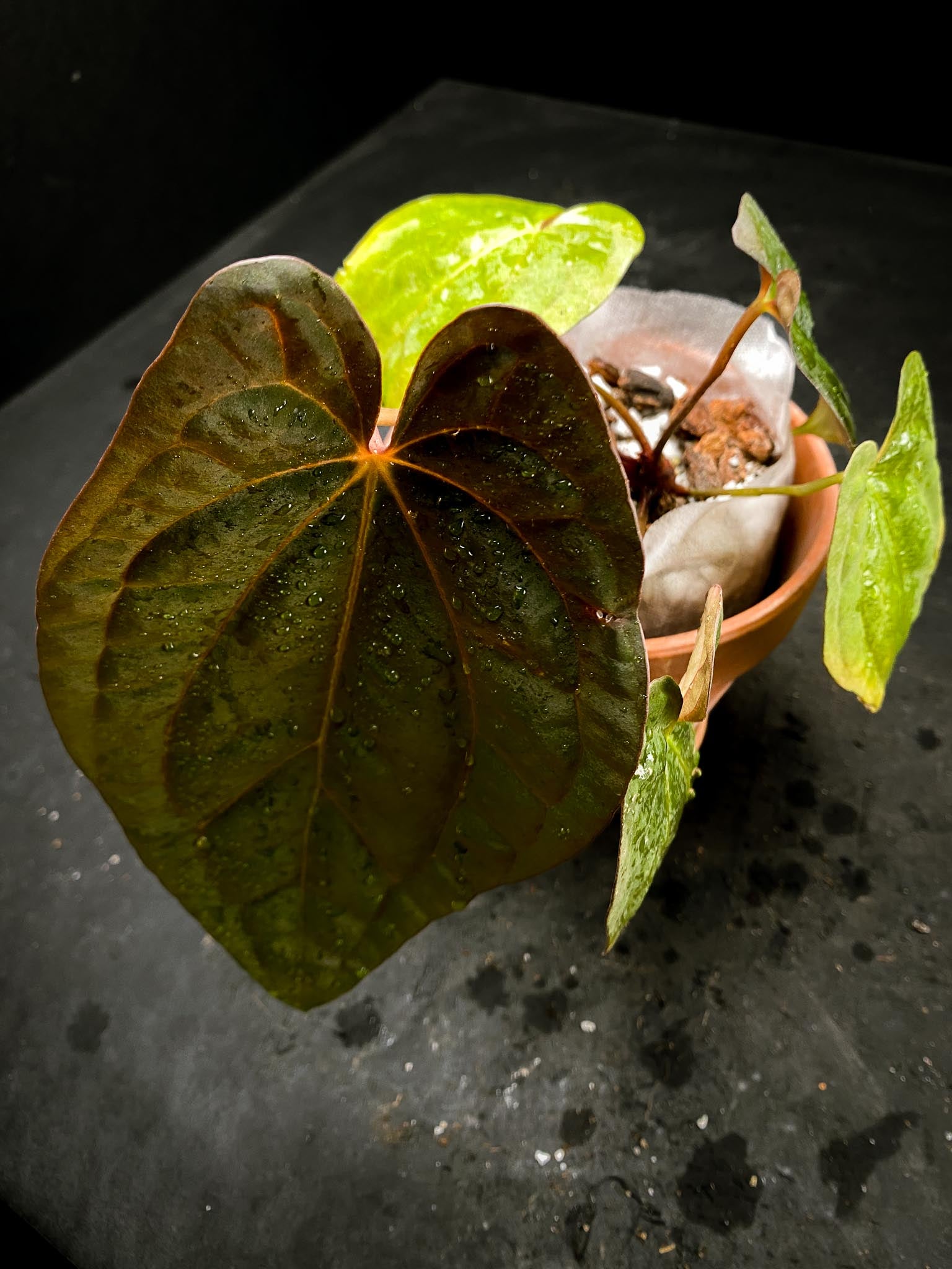 Anthurium Red Vein Dark Phoenix X Dark Phoenix Multiple Leaves  Multiple Nodes 2 Buds Rooted xP