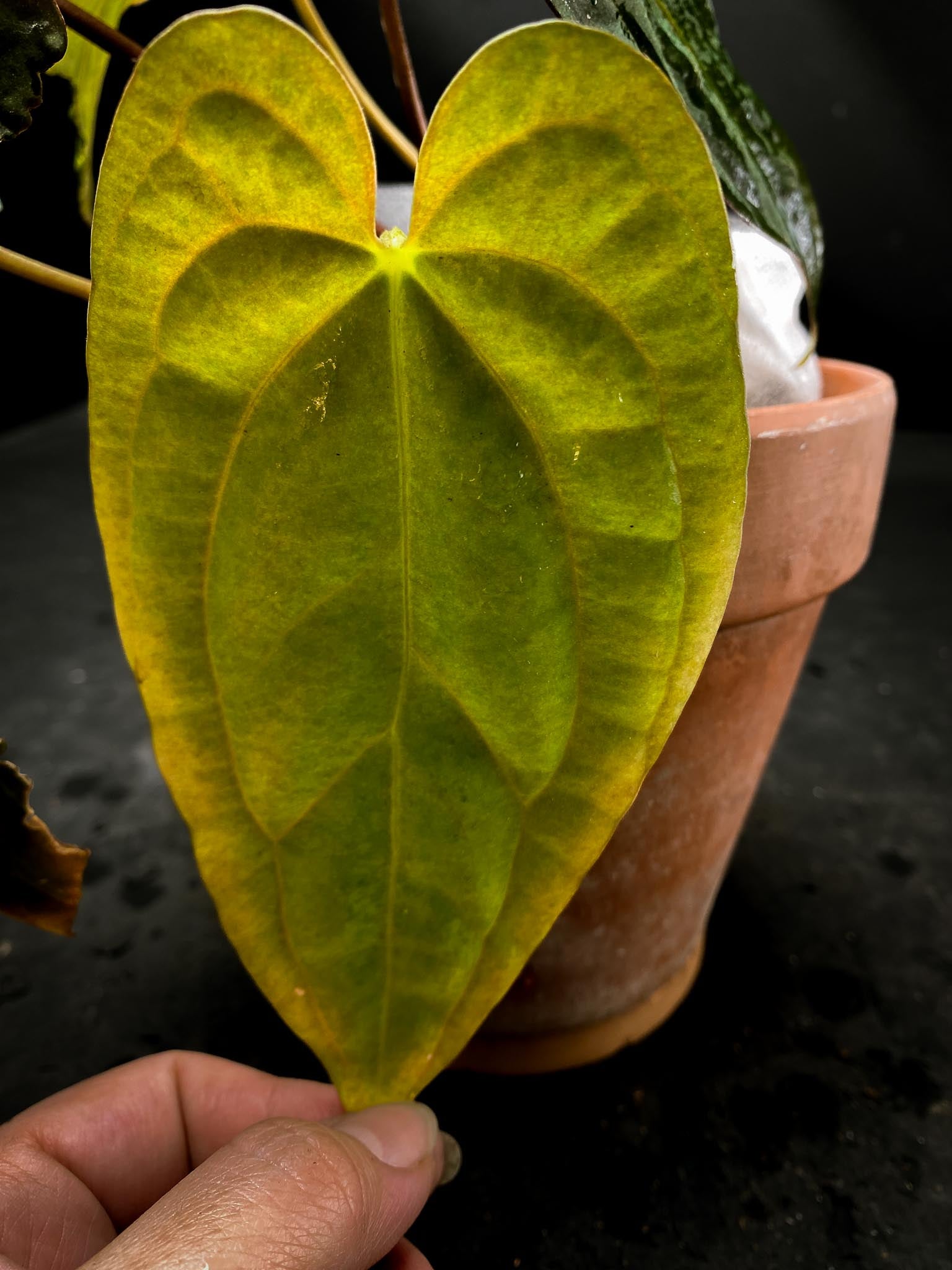 Anthurium Red Vein Dark Phoenix X Dark Phoenix Multiple Leaves  Multiple Nodes 2 Buds Rooted xP