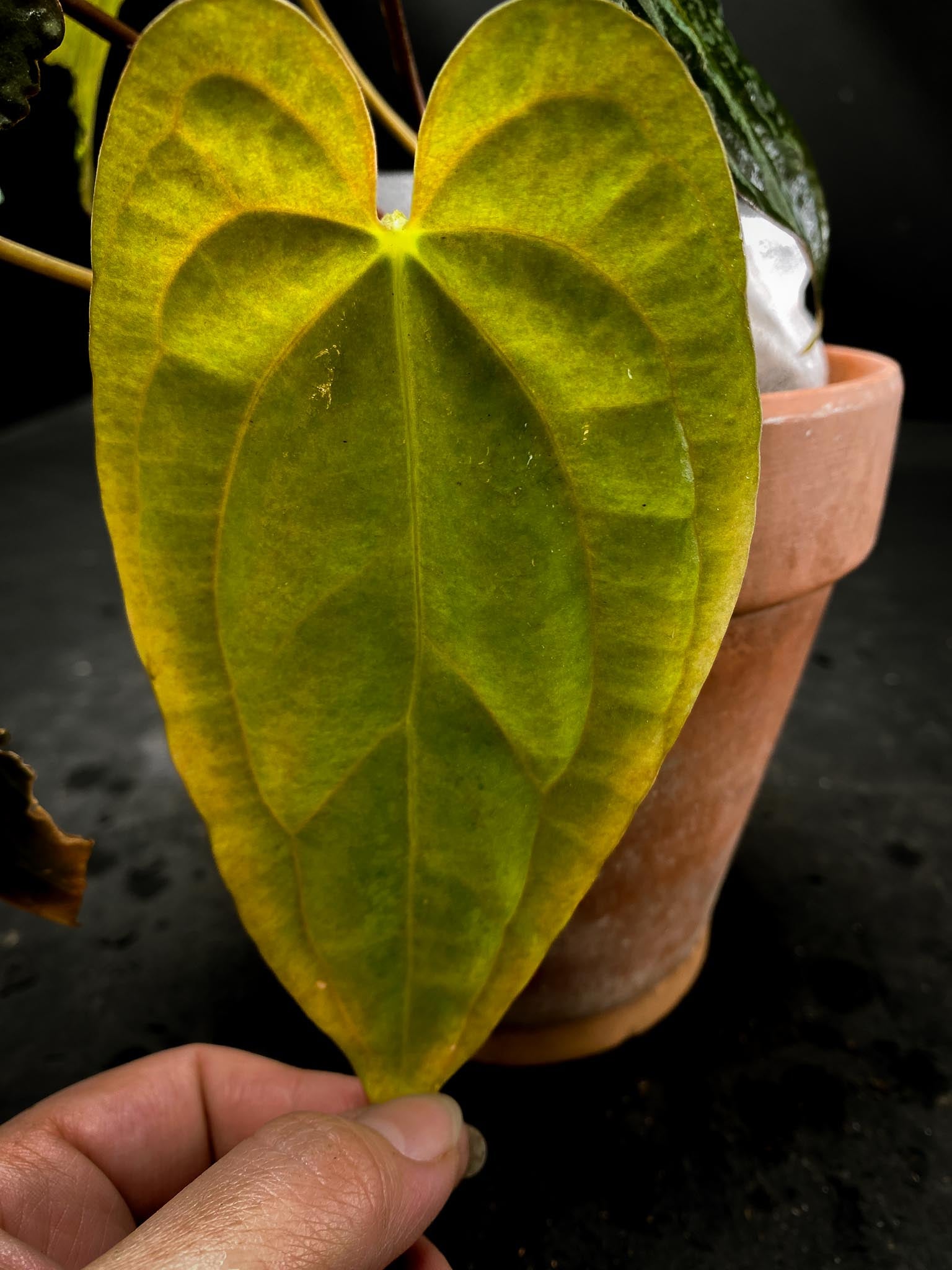 Anthurium Red Vein Dark Phoenix X Dark Phoenix Multiple Leaves  Multiple Nodes 2 Buds Rooted xP