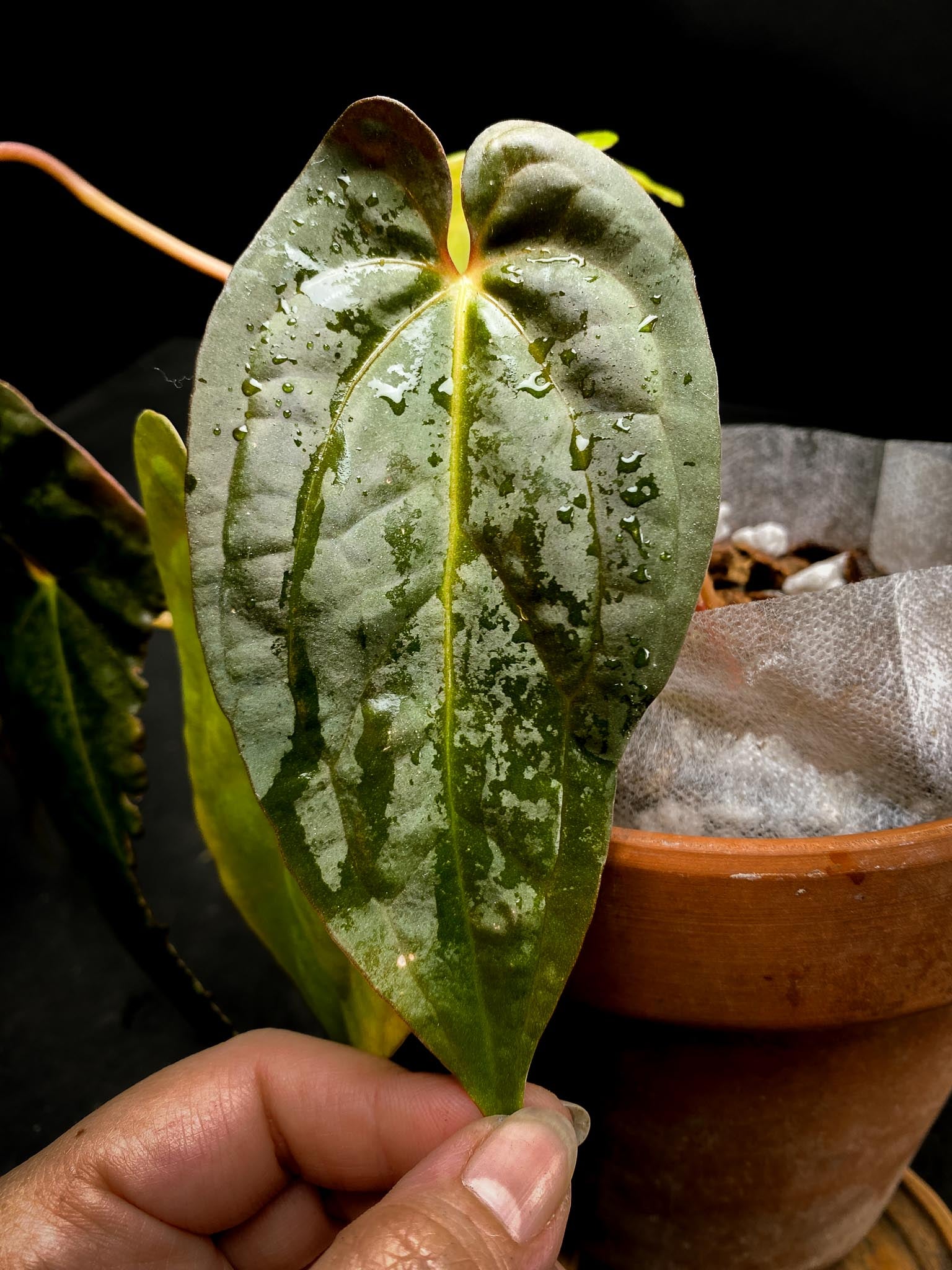 Anthurium Red Vein Dark Phoenix X Dark Phoenix Multiple Leaves  Multiple Nodes 2 Buds Rooted xP