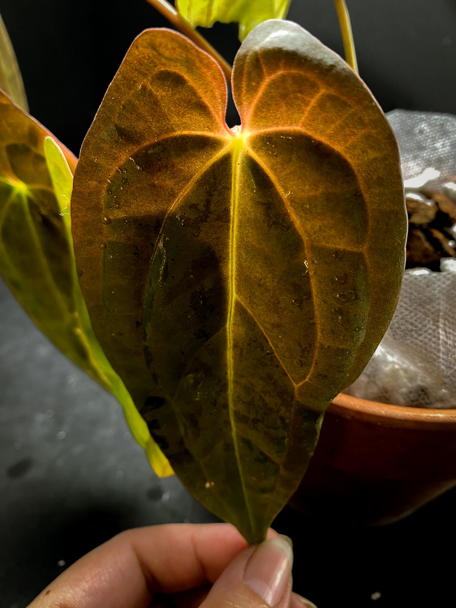 Anthurium Red Vein Dark Phoenix X Dark Phoenix Multiple Leaves  Multiple Nodes 2 Buds Rooted xP