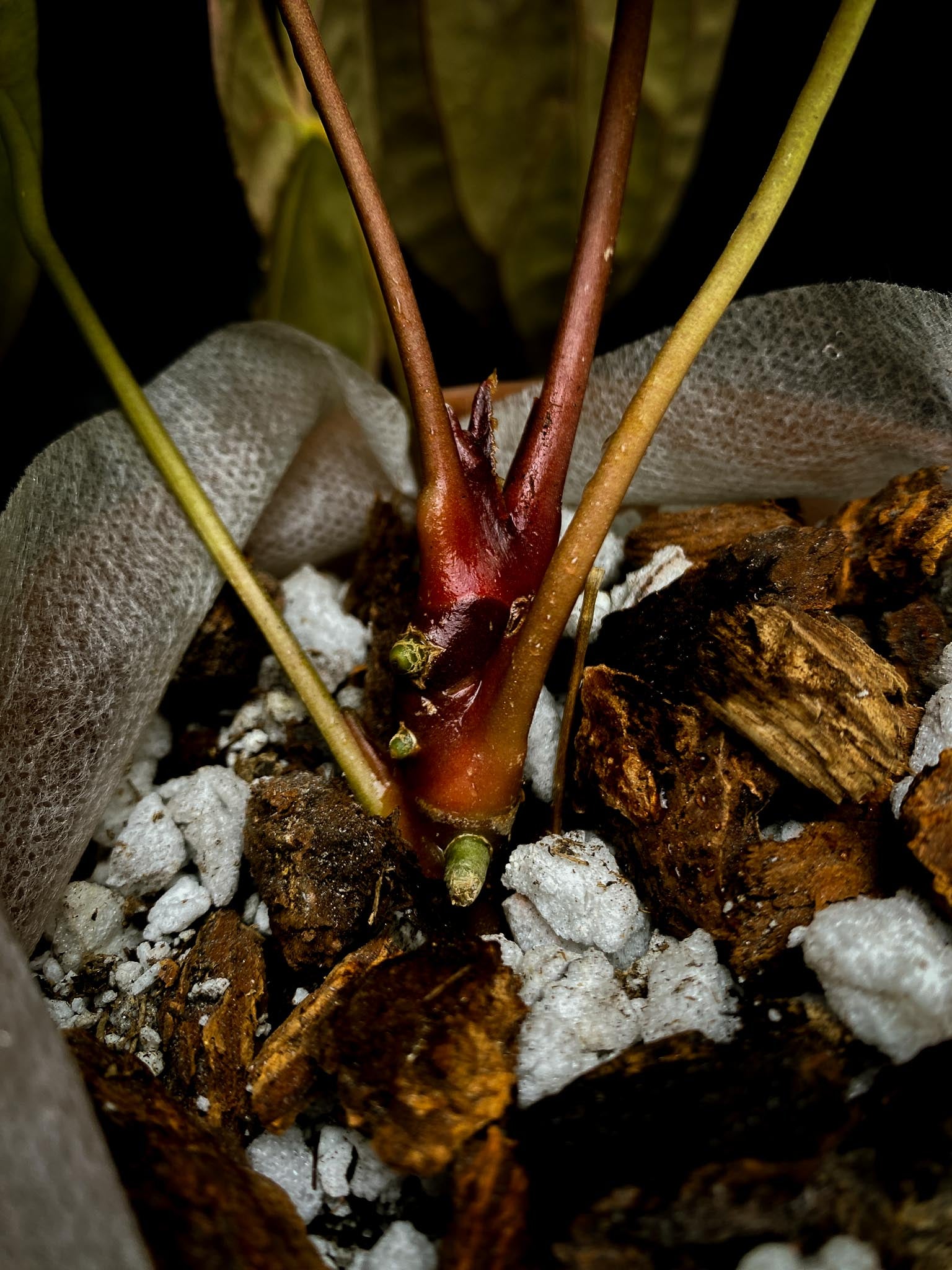 Anthurium Red Vein Dark Phoenix X Dark Phoenix Multiple Leaves  Multiple Nodes 2 Buds Rooted xP