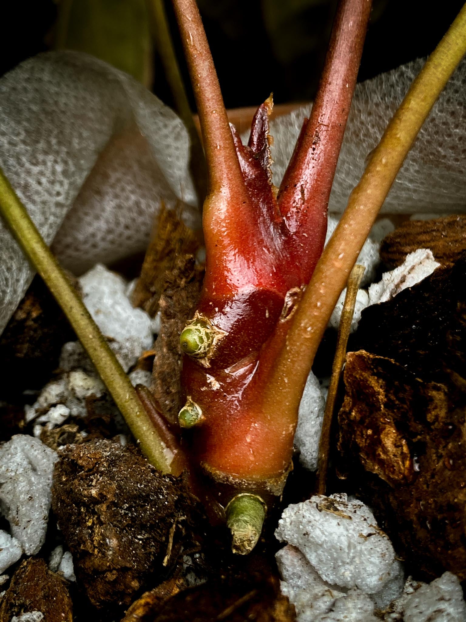 Anthurium Red Vein Dark Phoenix X Dark Phoenix Multiple Leaves  Multiple Nodes 2 Buds Rooted xP